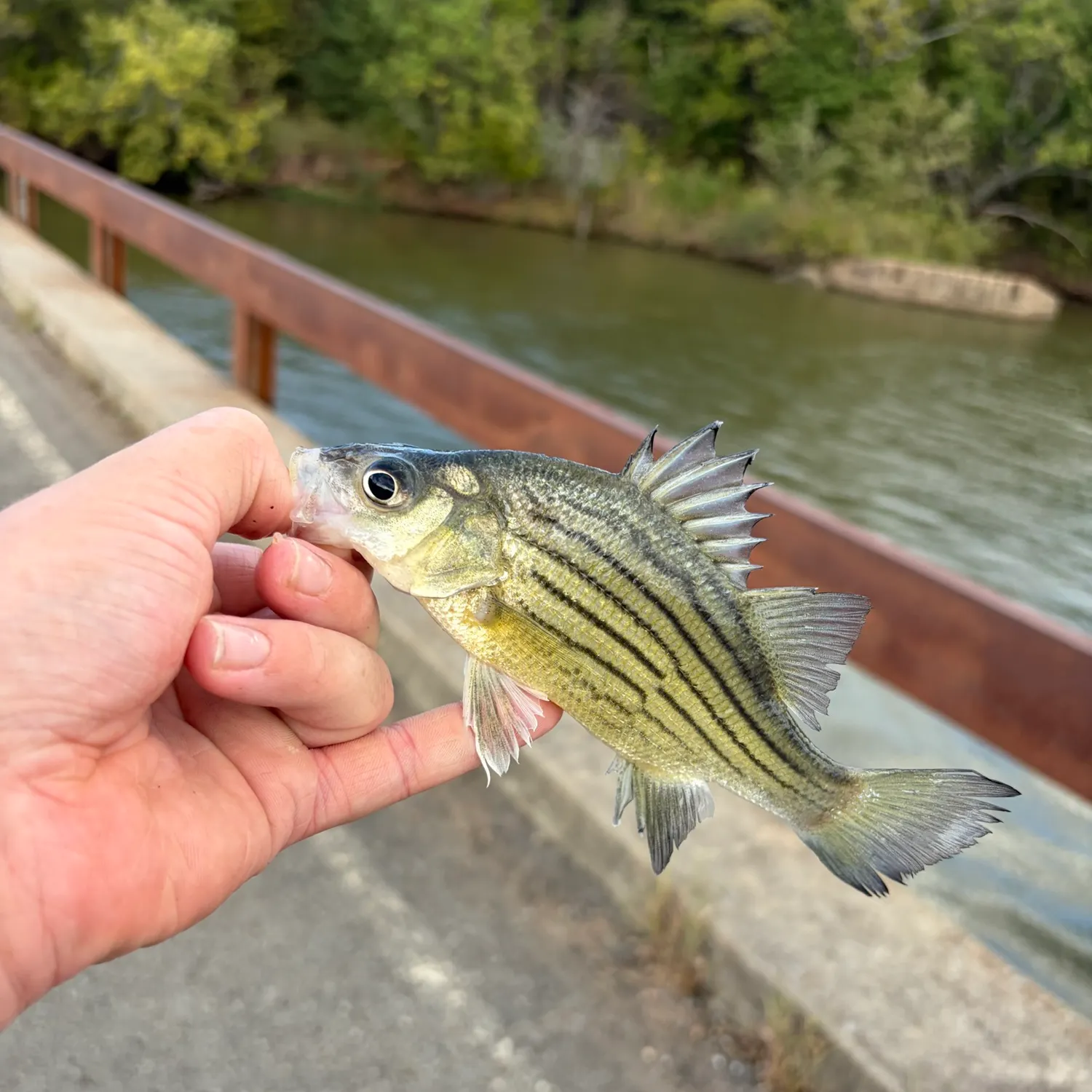 Yellow bass caught on Fishbrain