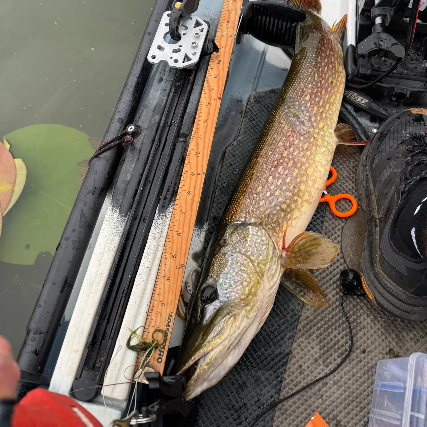 Northern pike caught on Fishbrain