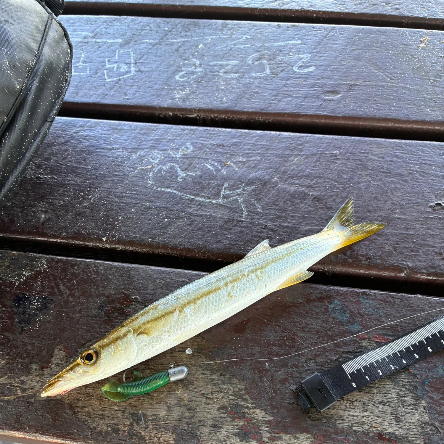 The most recent Pickhandle barracuda catches on Fishbrain