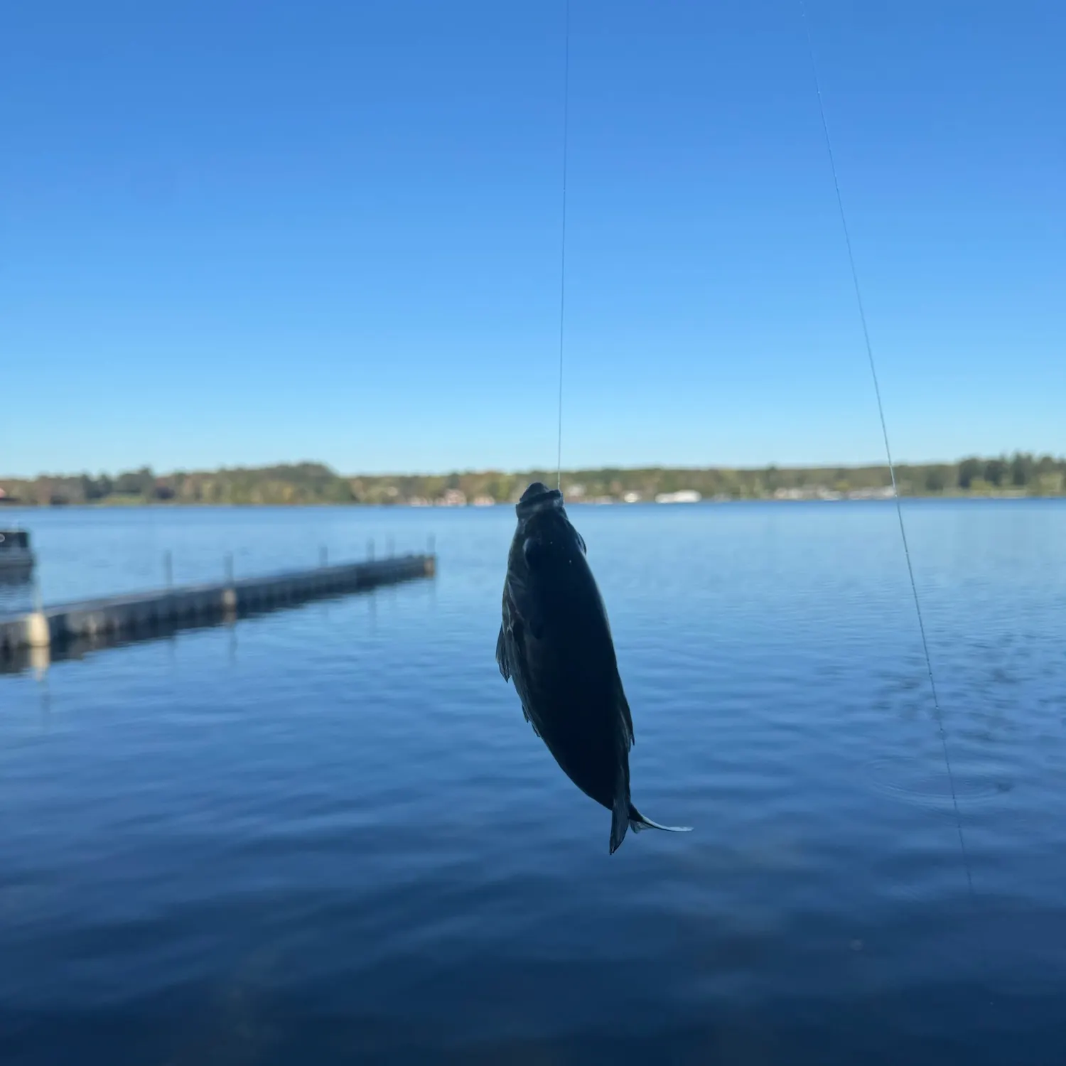 Common logperch caught on Fishbrain