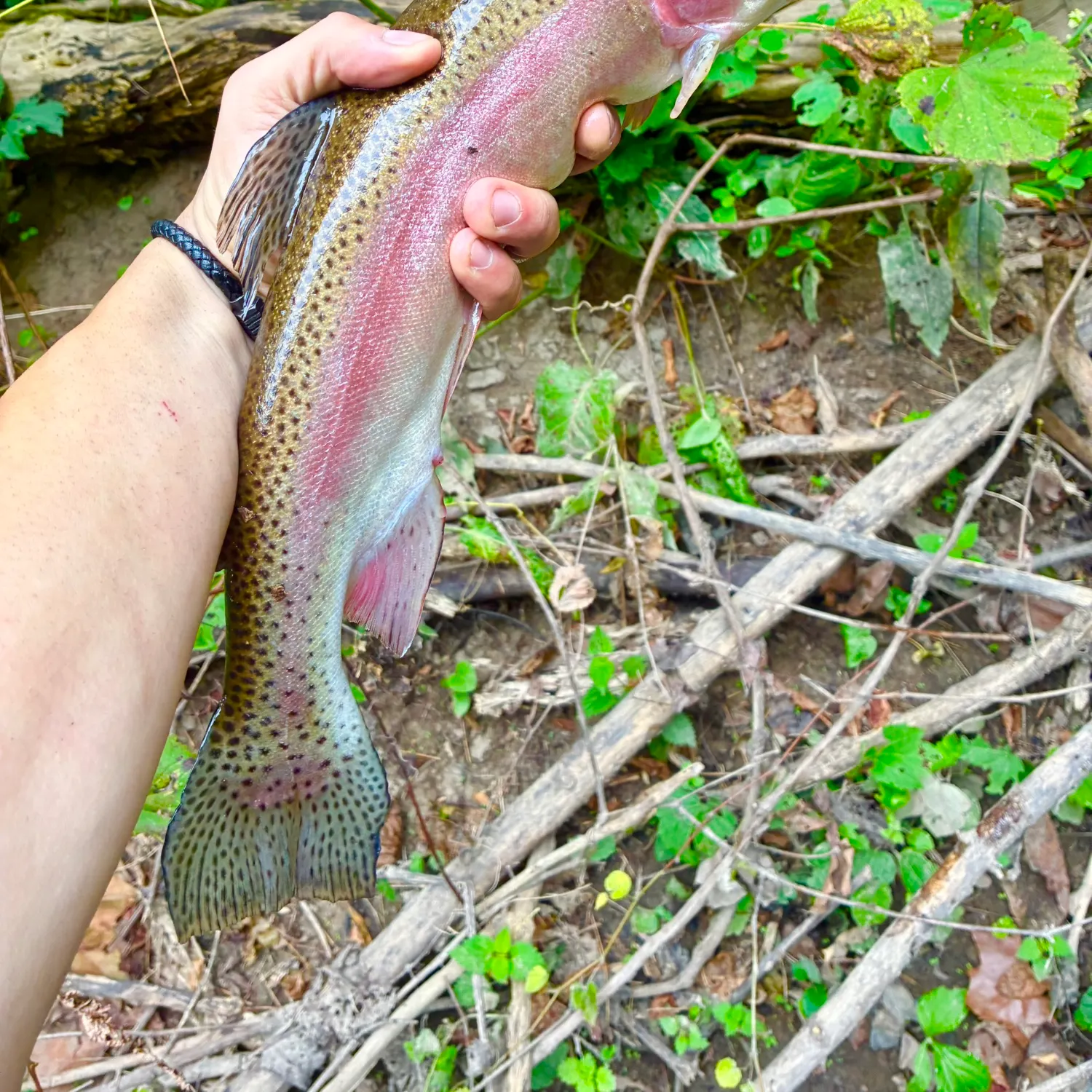 Rainbow trout caught on Fishbrain