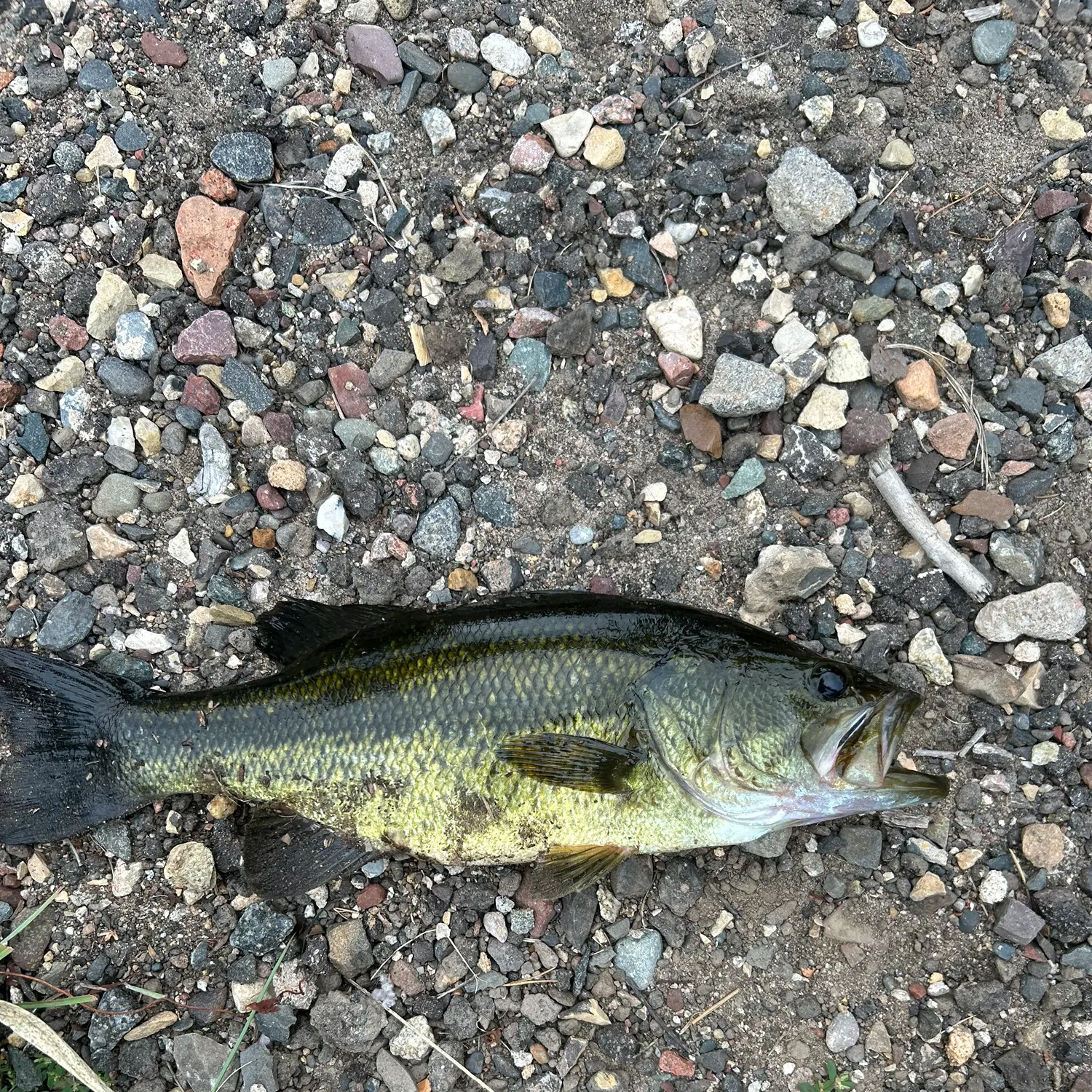 Largemouth bass caught on Fishbrain