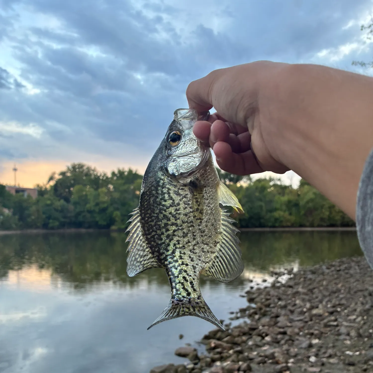 Black crappie caught on Fishbrain