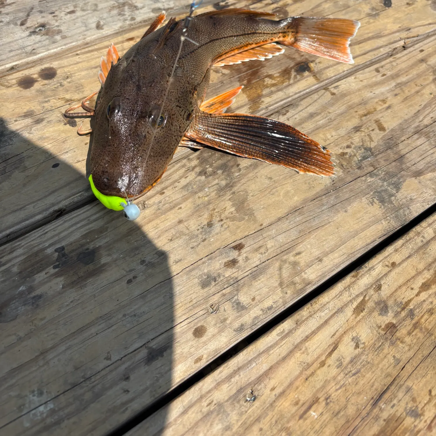 recently logged catches