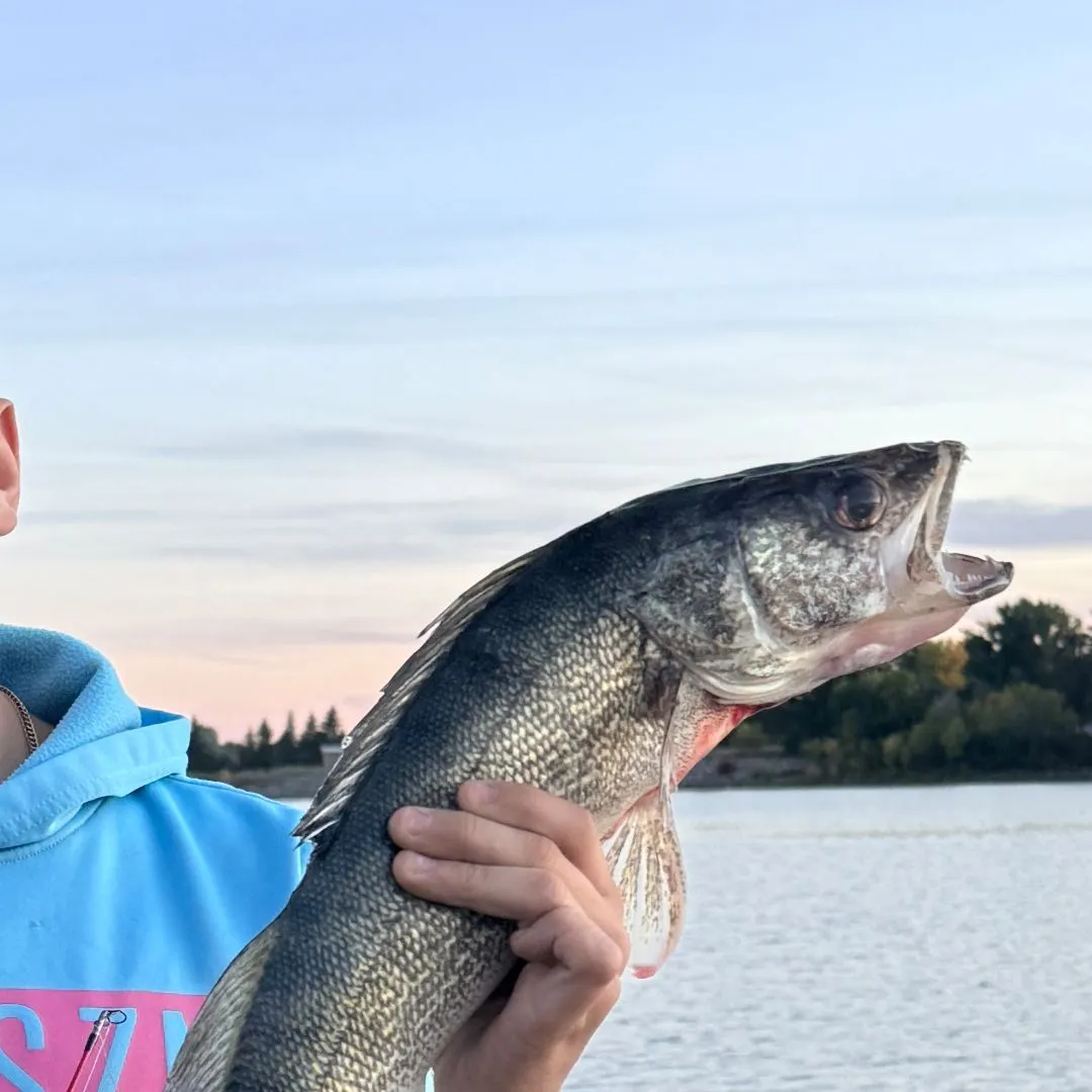 Walleye caught on Fishbrain