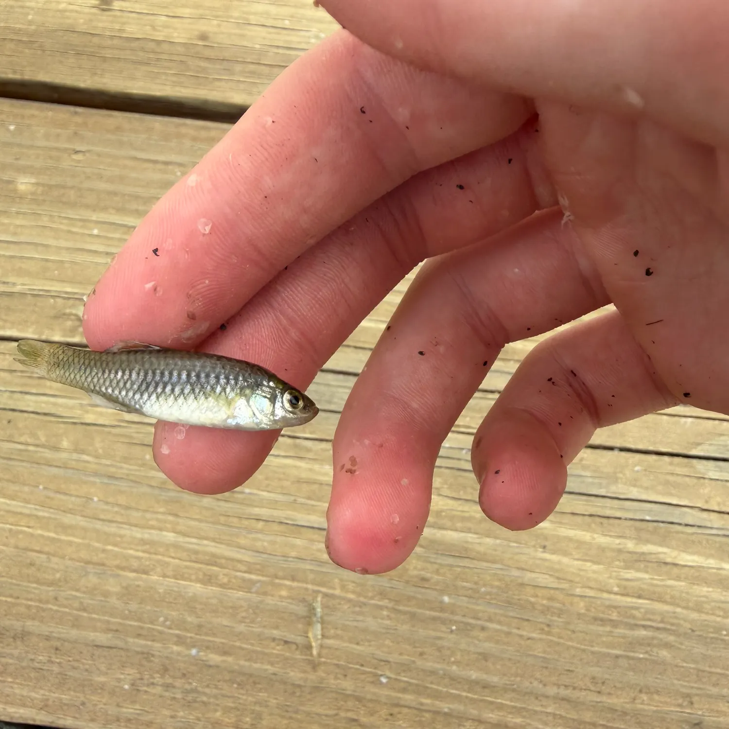 The most recent Rainwater killifish catches on Fishbrain