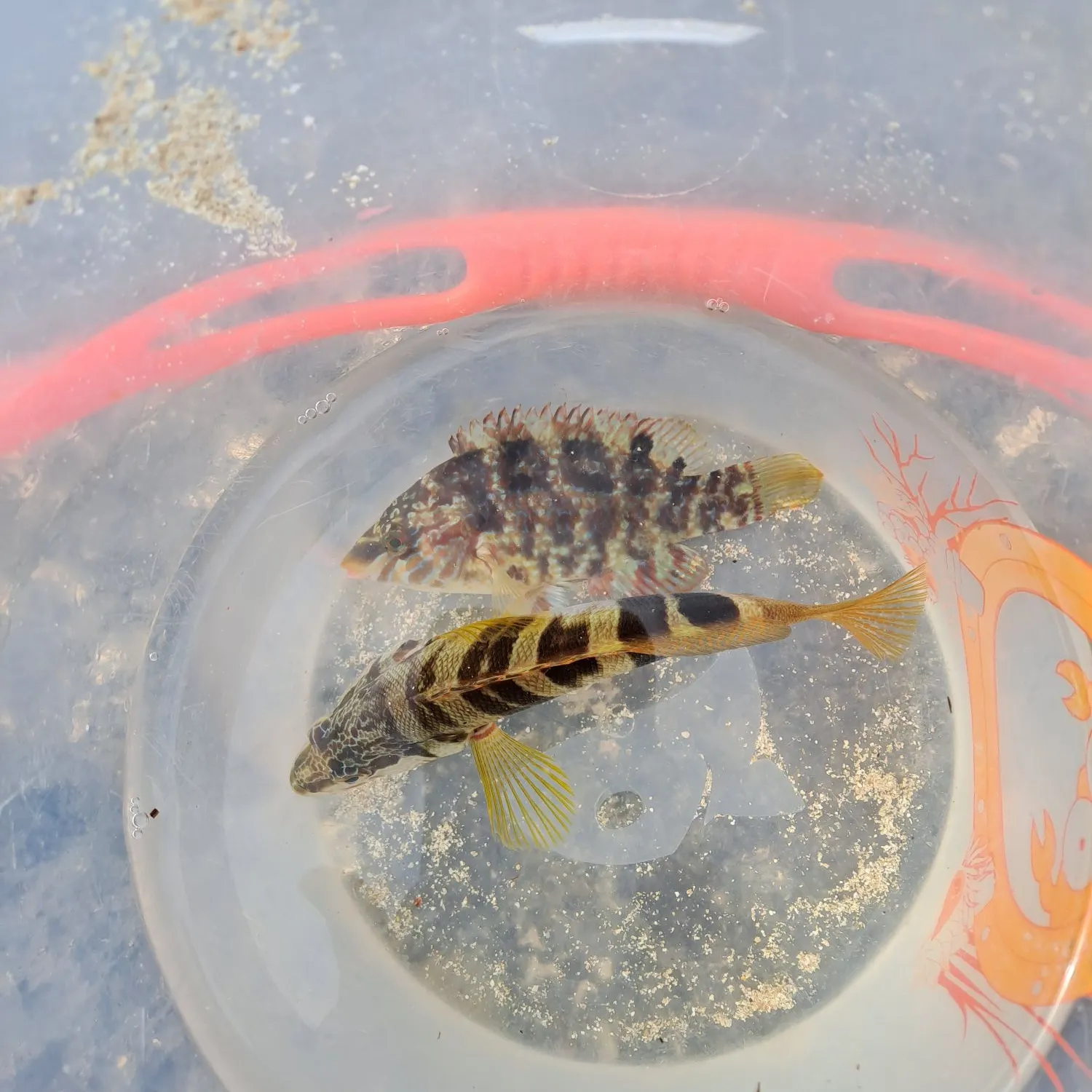 Fish caught on Fishbrain