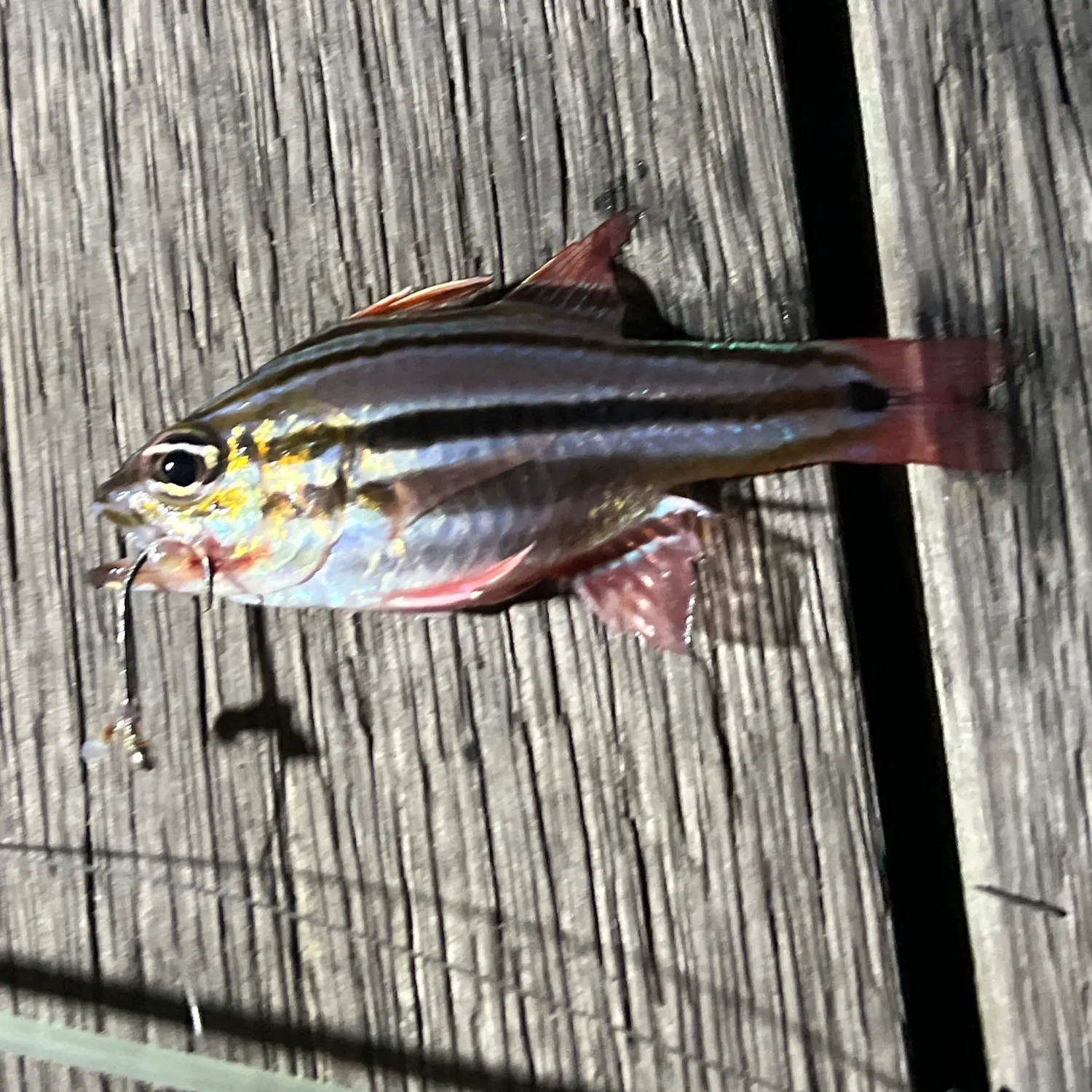recently logged catches