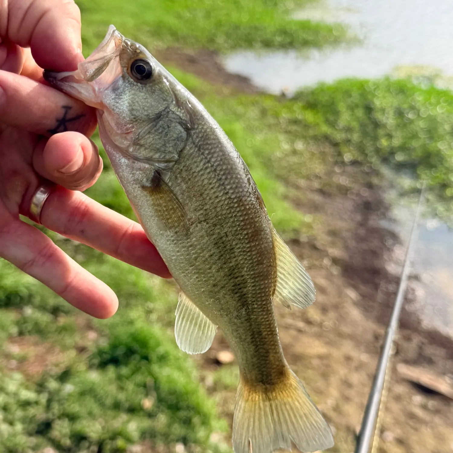 Largemouth bass caught on Fishbrain