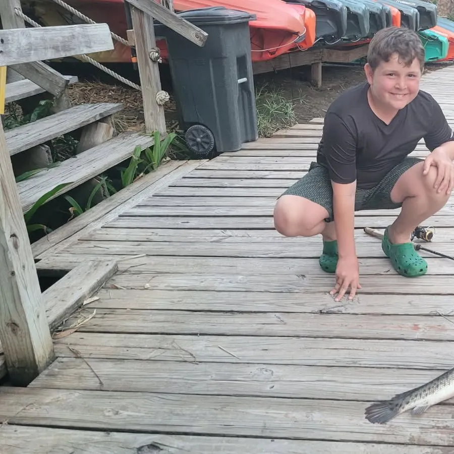 The most recent Alligator gar catches on Fishbrain