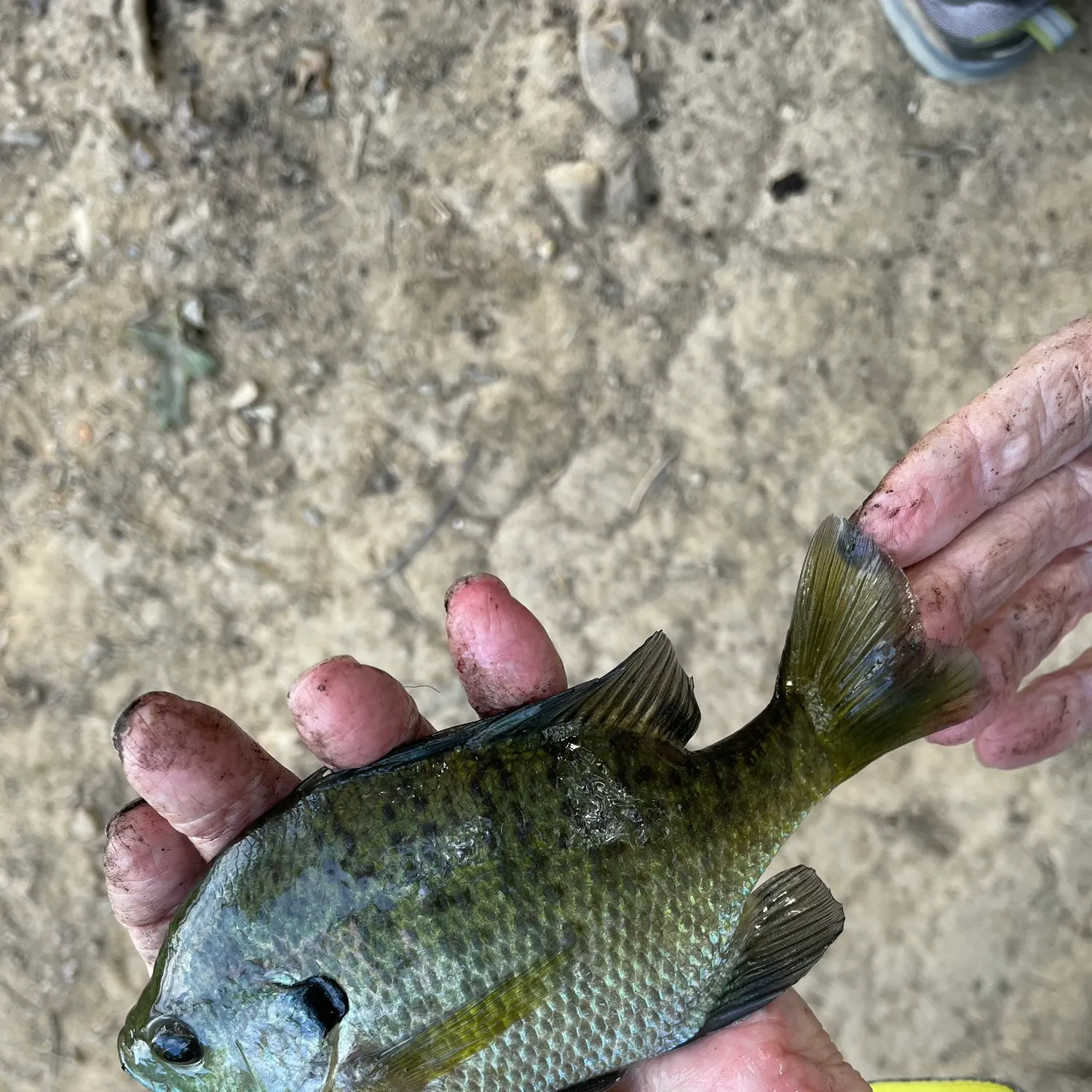 Bluegill caught on Fishbrain
