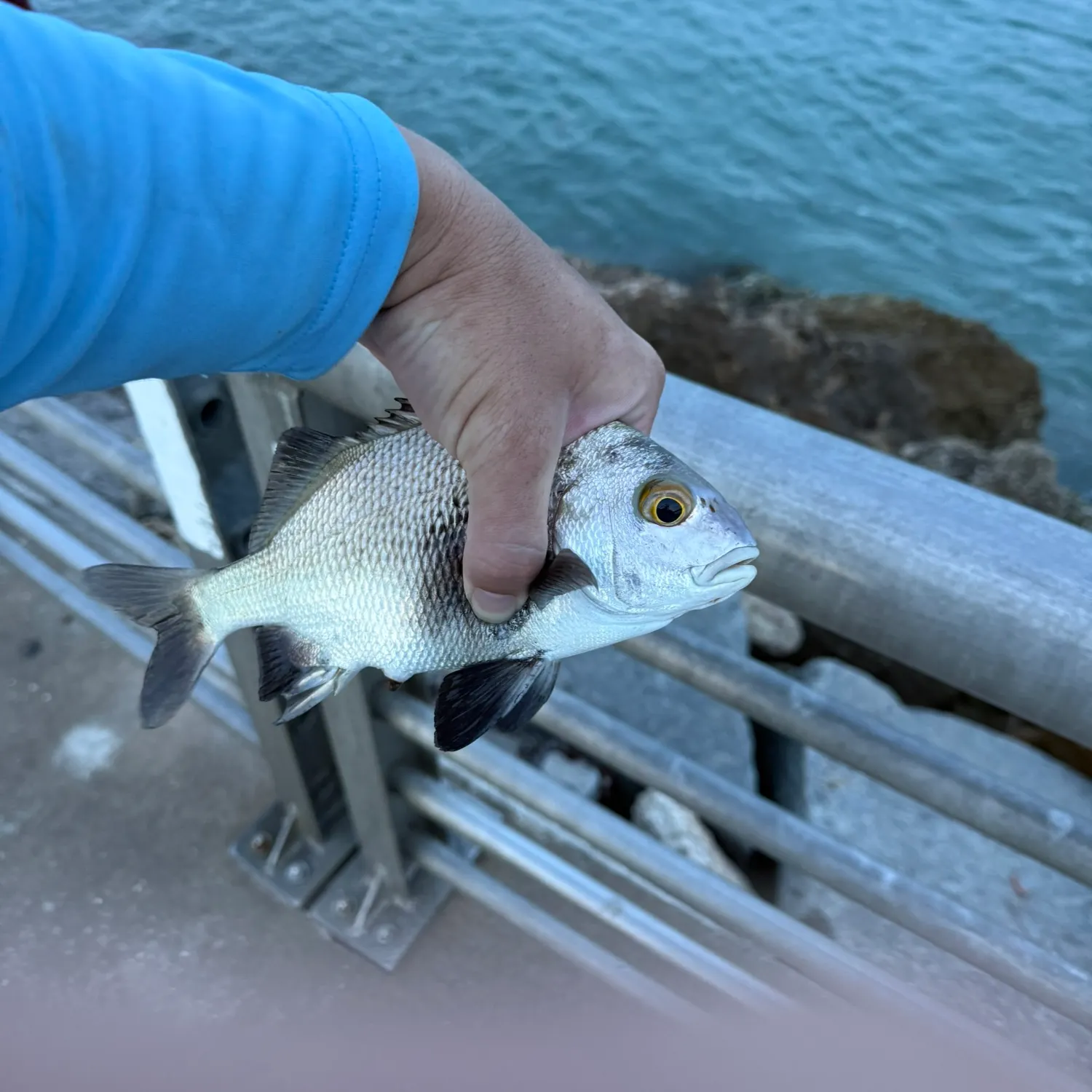 The most recent Black margate catches on Fishbrain