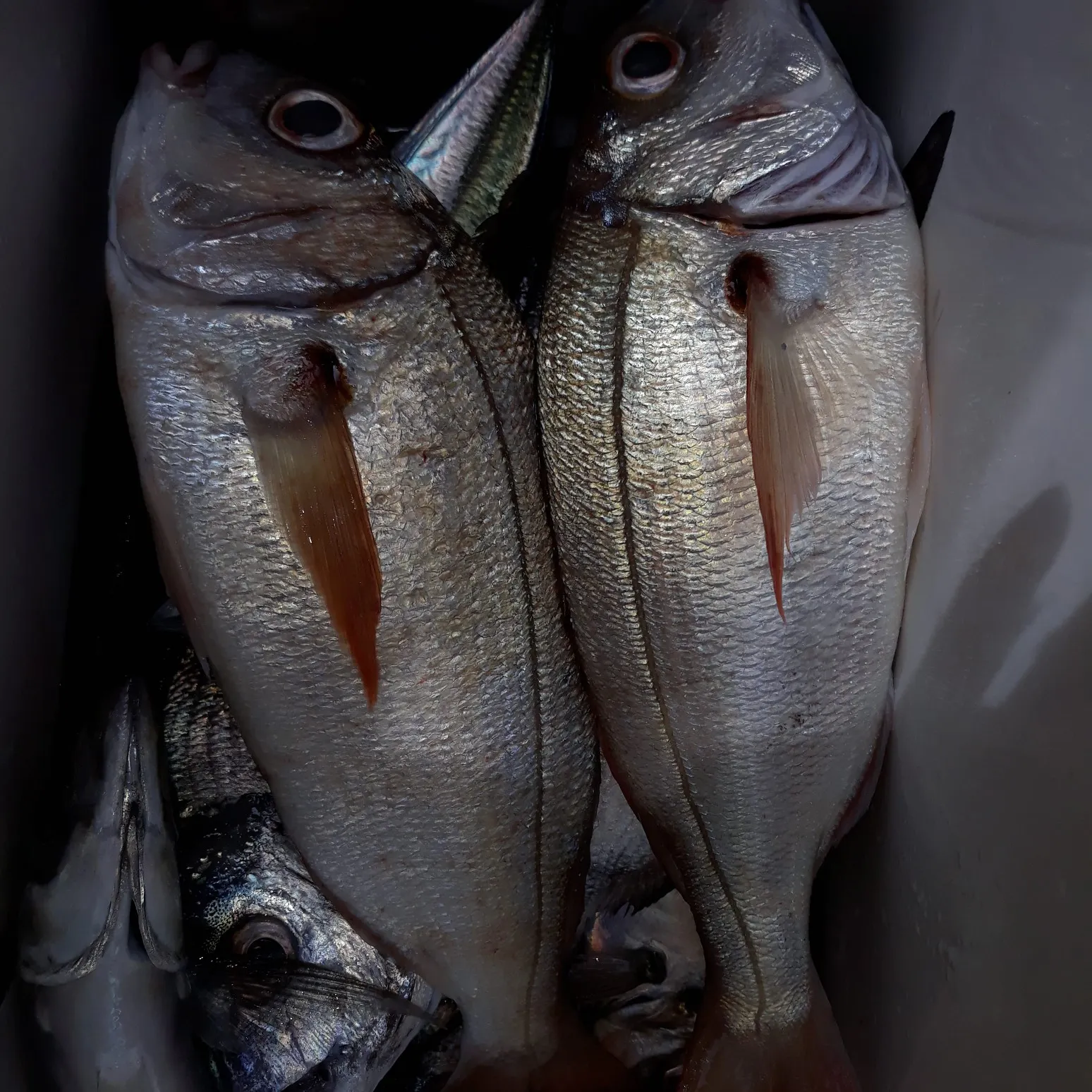 recently logged catches