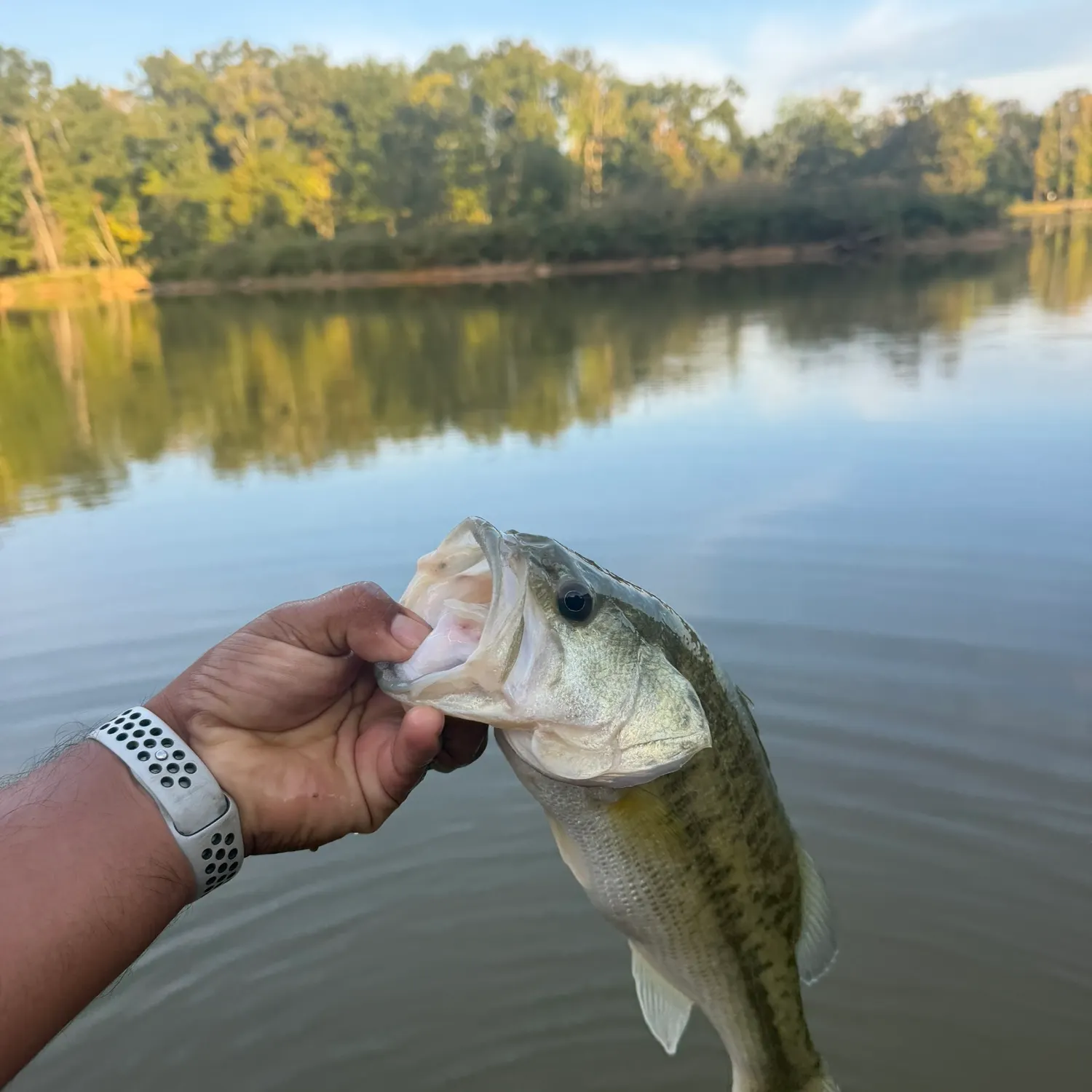 Spotted bass caught on Fishbrain