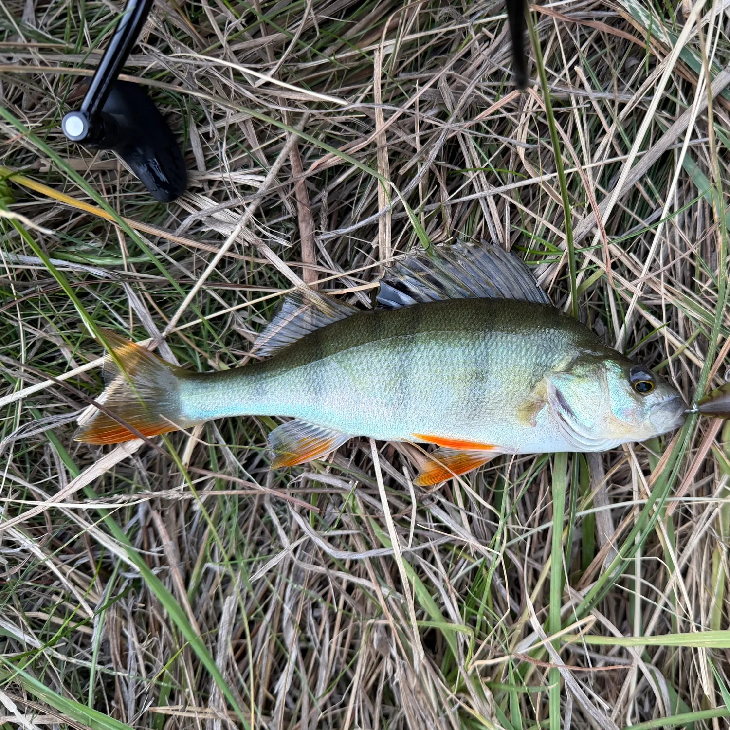 The most recent European perch catches on Fishbrain