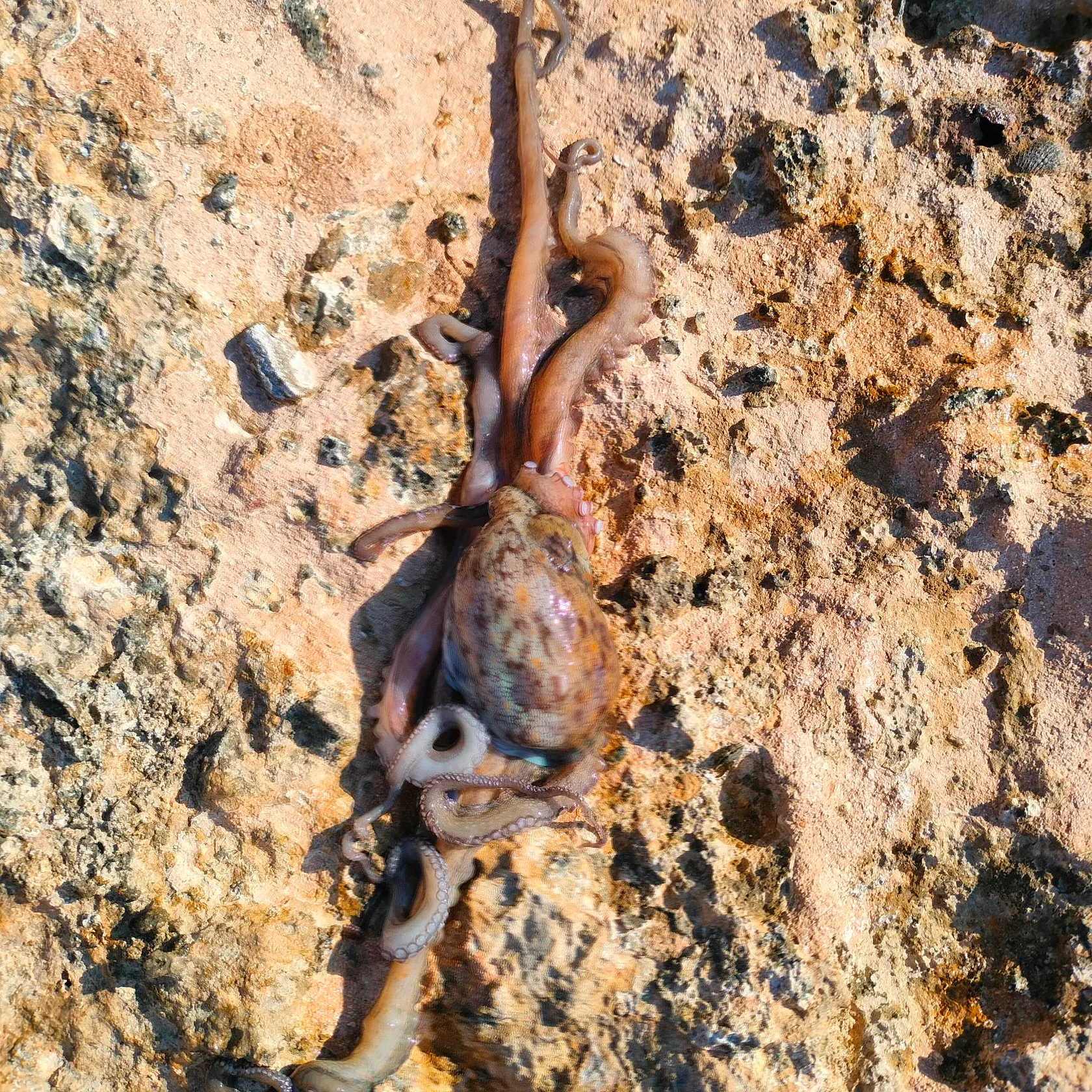 The most recent Common octopus catches on Fishbrain