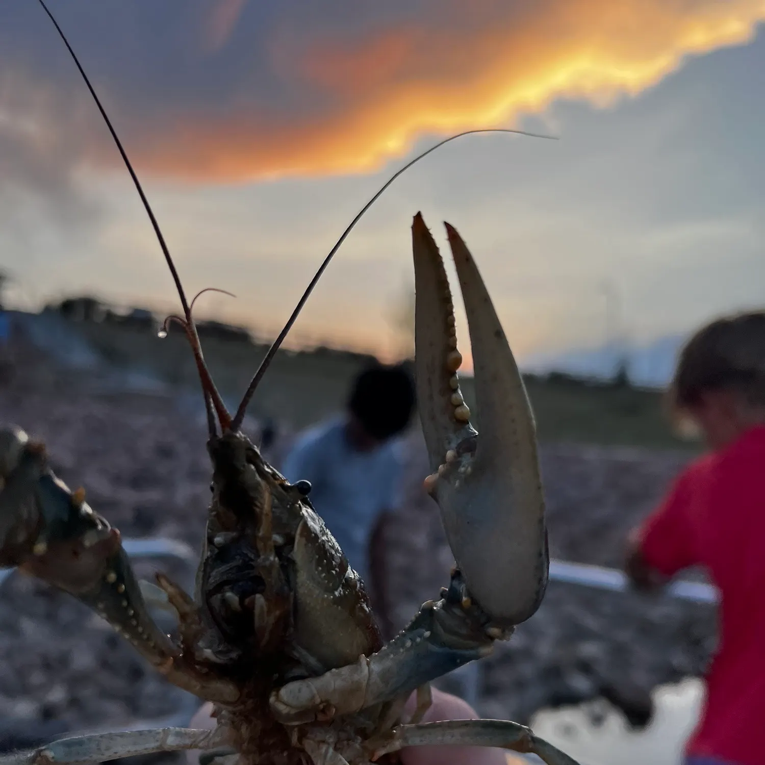 The most recent Fitzroy Falls spiny crayfish catches on Fishbrain