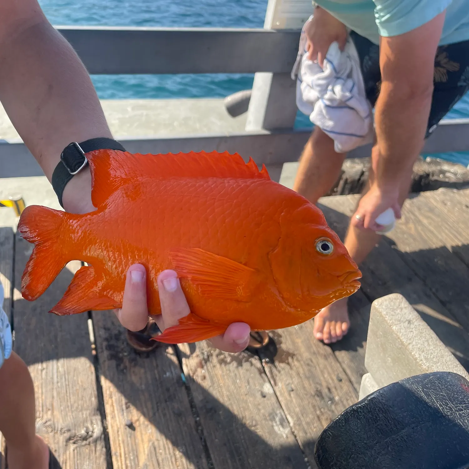 The most recent Garibaldi damselfish catches on Fishbrain