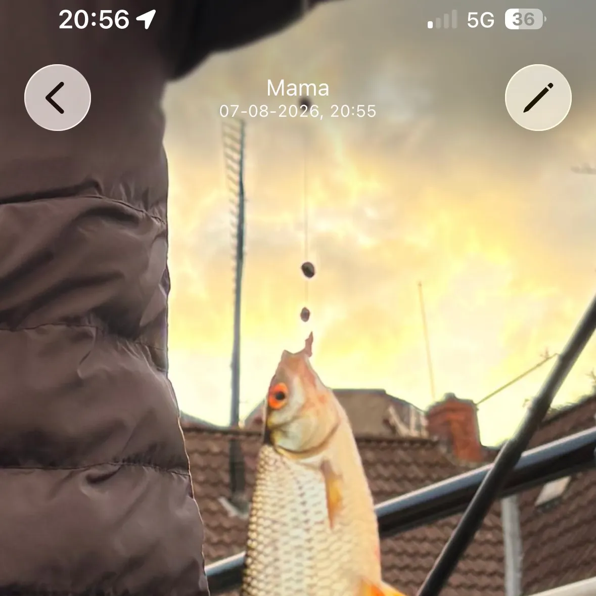 Common roach caught on Fishbrain