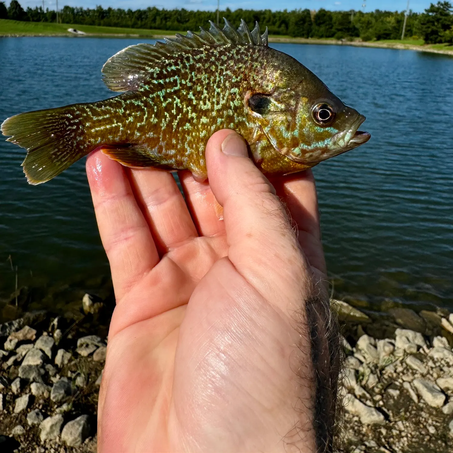 Pumpkingill hybrid caught on Fishbrain