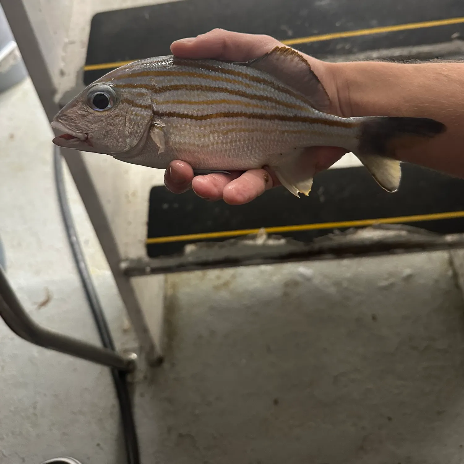 The most recent Caesar grunt catches on Fishbrain