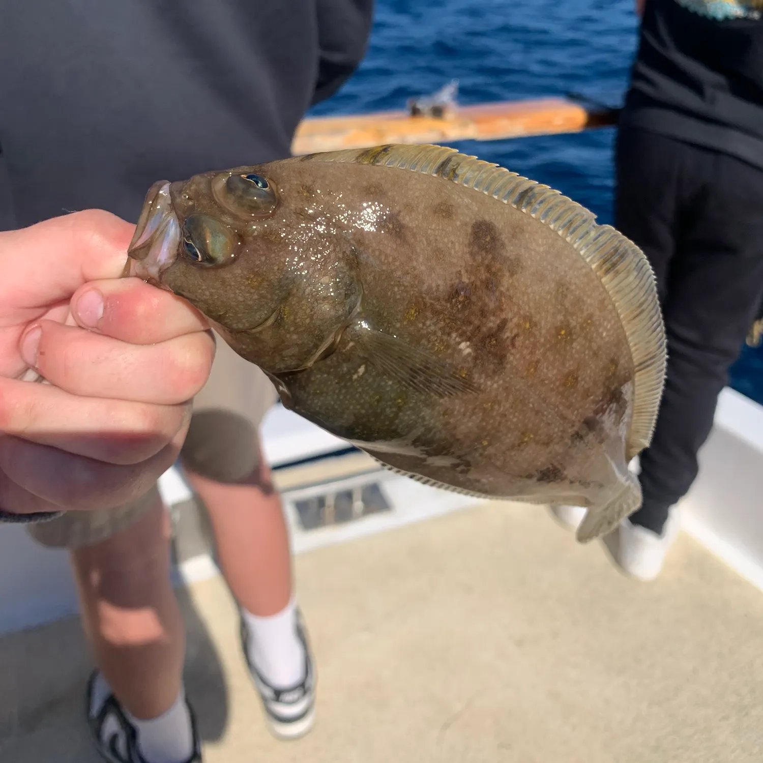 The most recent Pacific sanddab catches on Fishbrain
