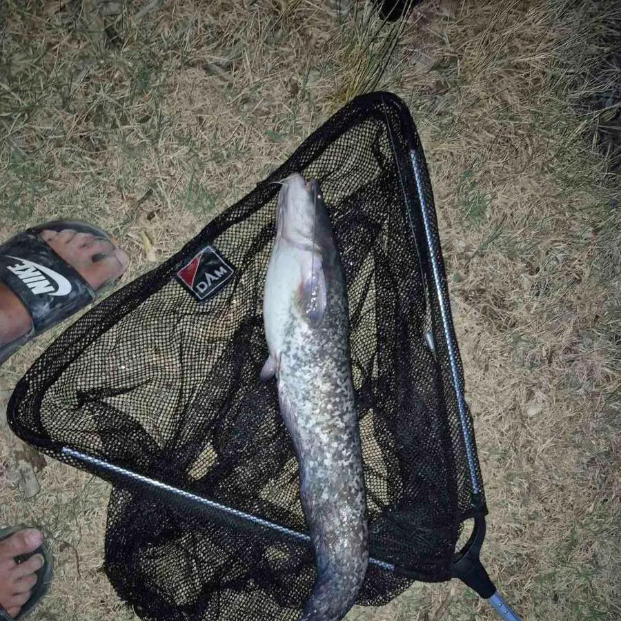Fish caught on Fishbrain