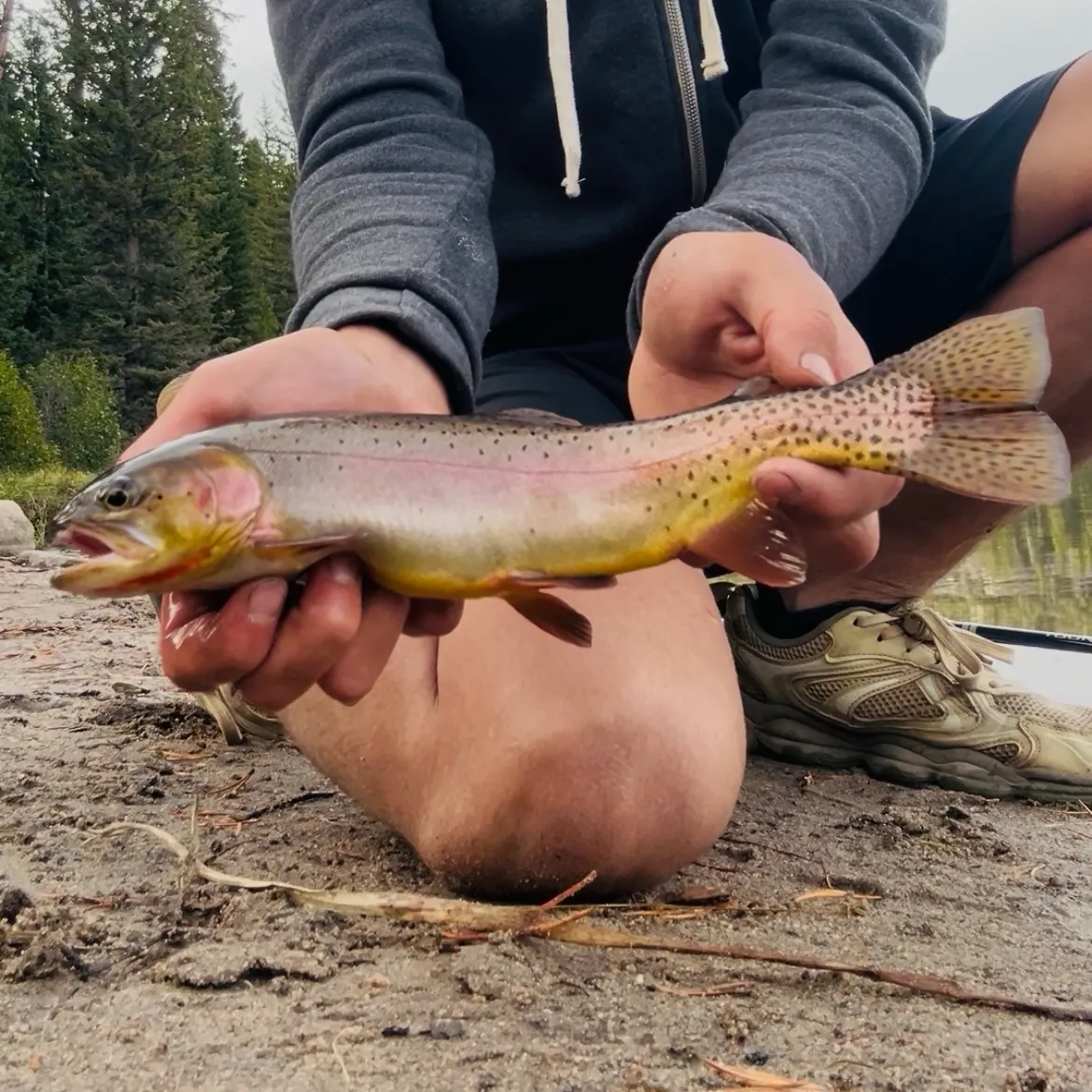 Yellowstone cutthroat trout caught on Fishbrain