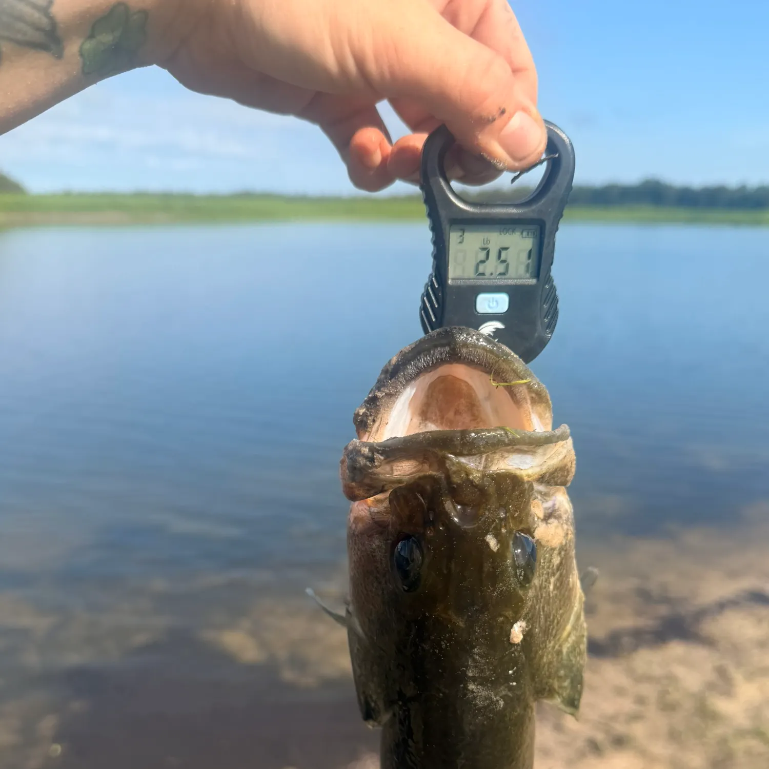 Largemouth bass caught on Fishbrain