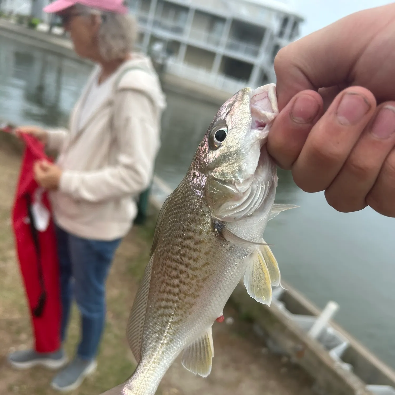 Atlantic croaker caught on Fishbrain