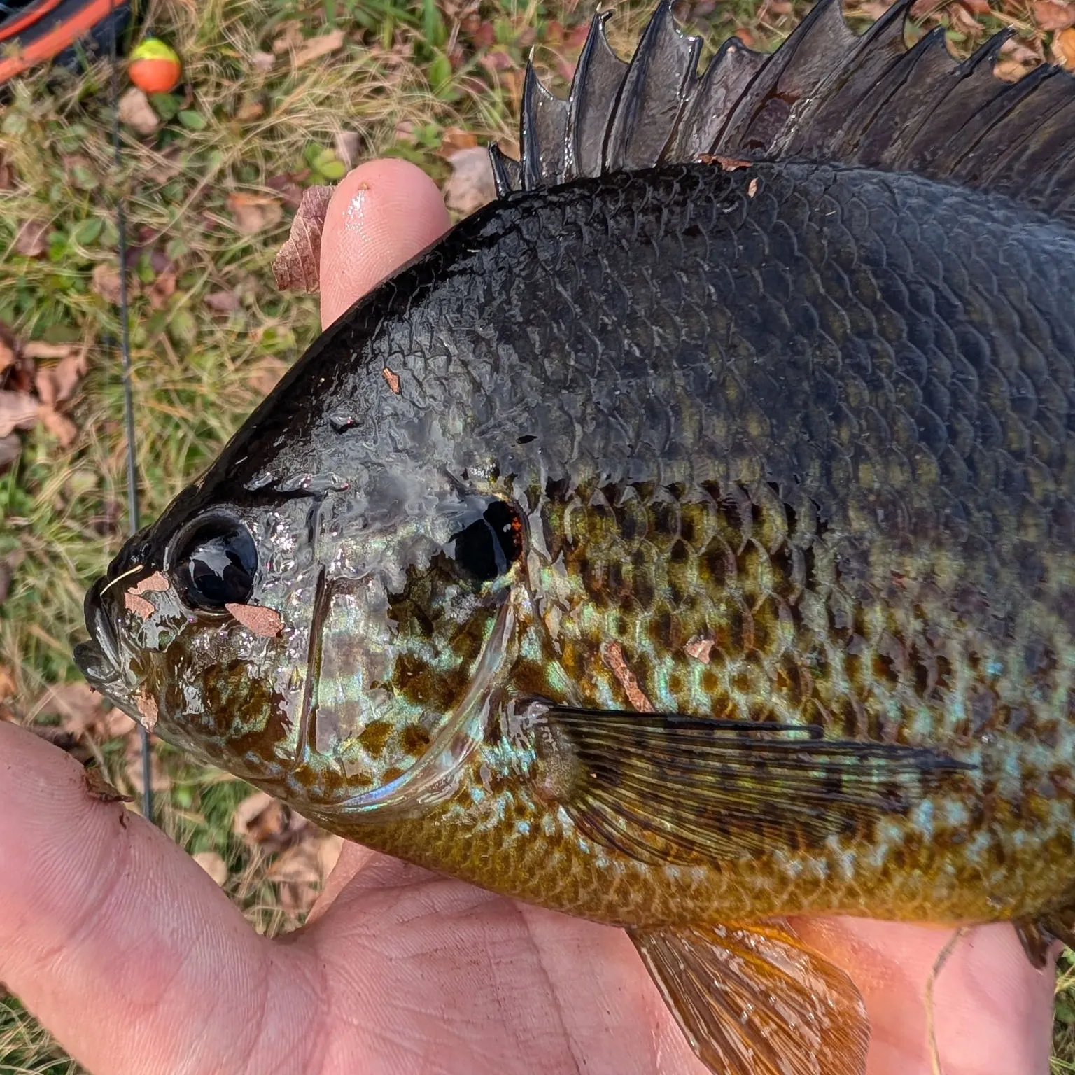 Pumpkingill hybrid caught on Fishbrain
