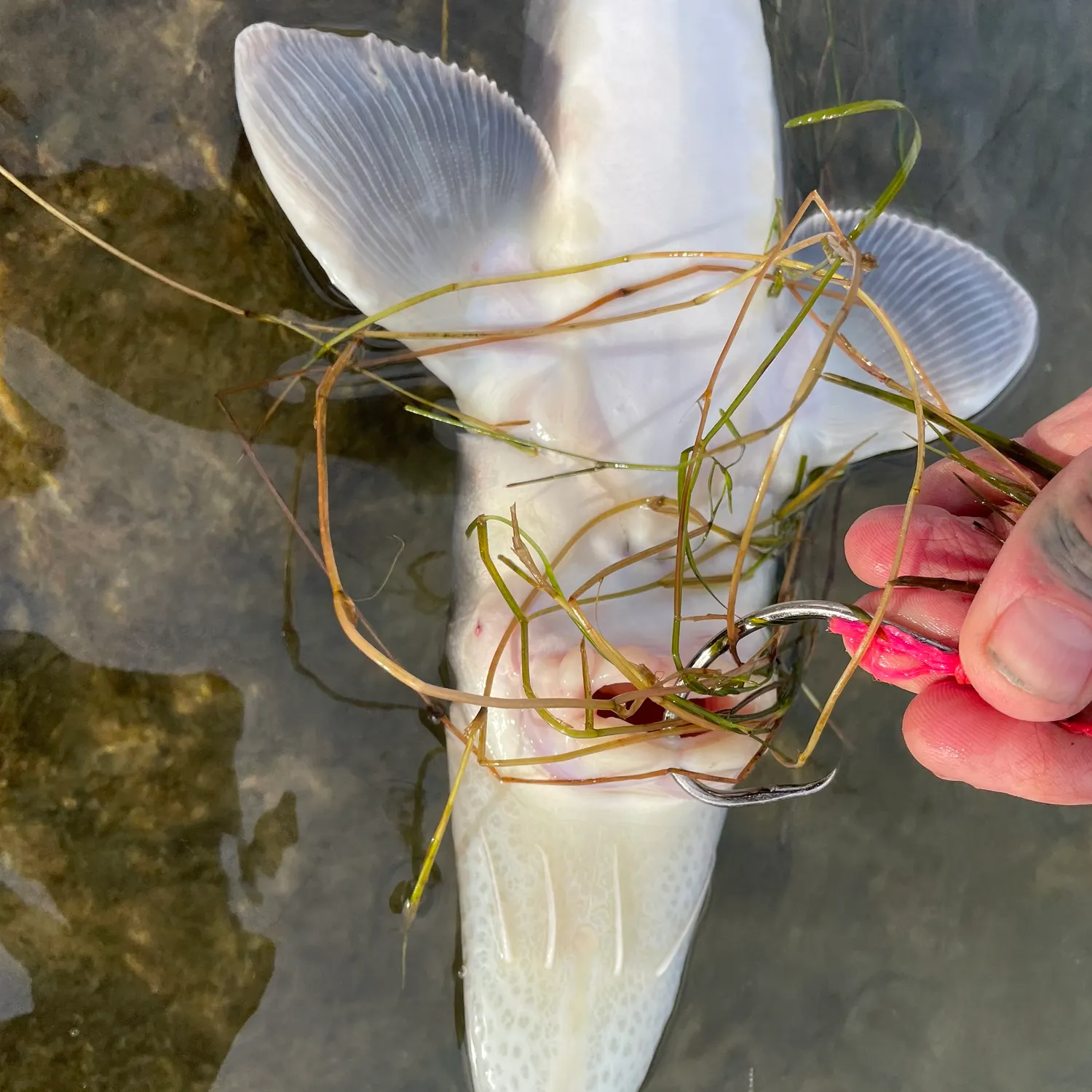 White sturgeon caught on Fishbrain