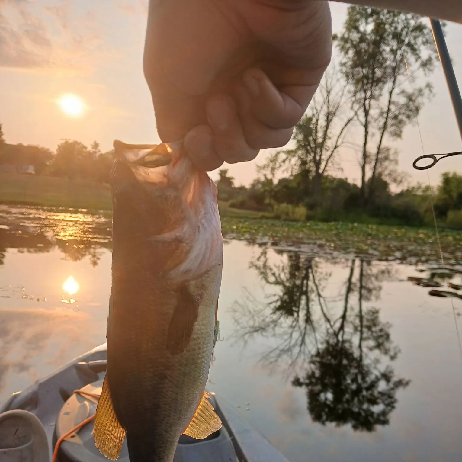 Largemouth bass caught on Fishbrain