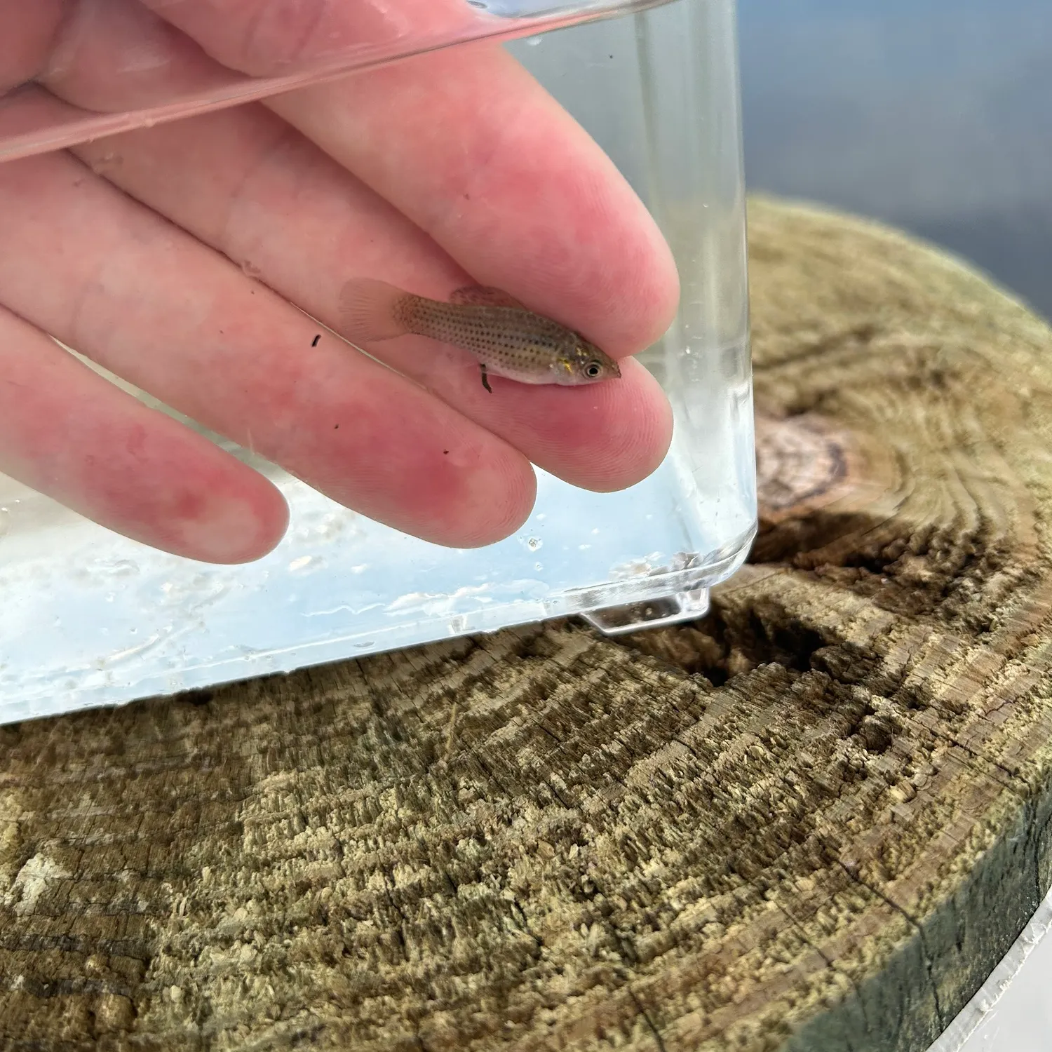 The most recent Sailfin Molly catches on Fishbrain