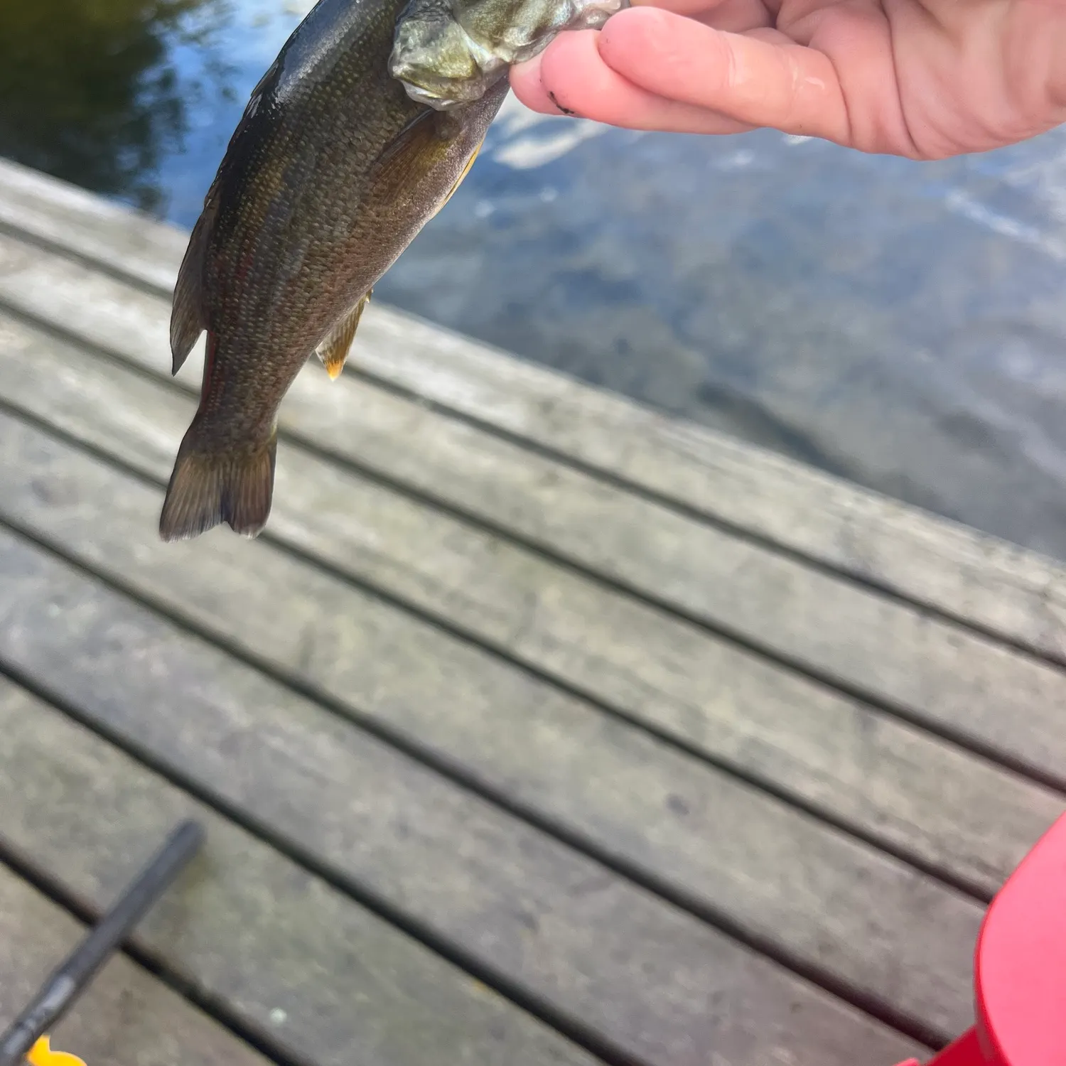 Smallmouth bass caught on Fishbrain