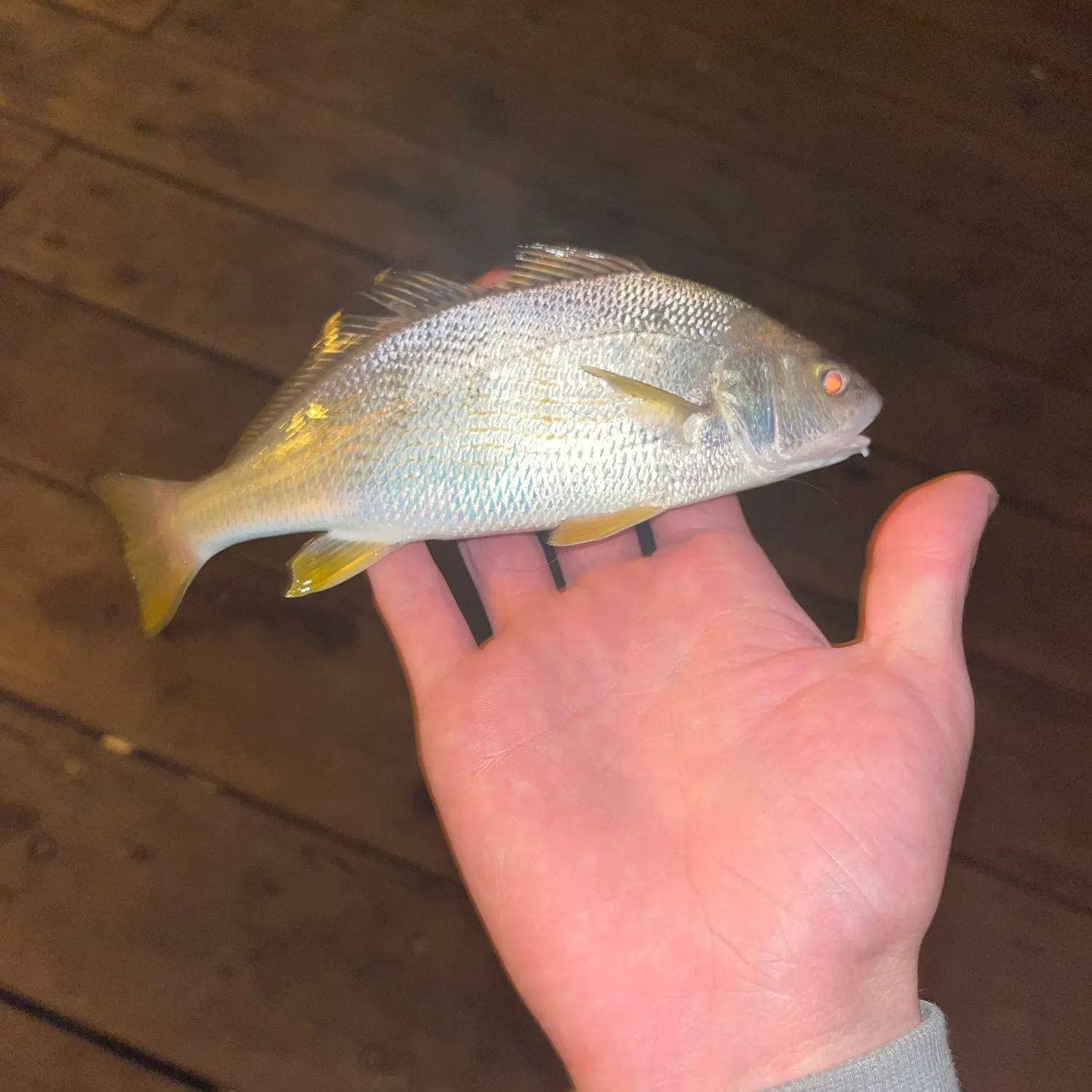 Yellowfin croaker caught on Fishbrain