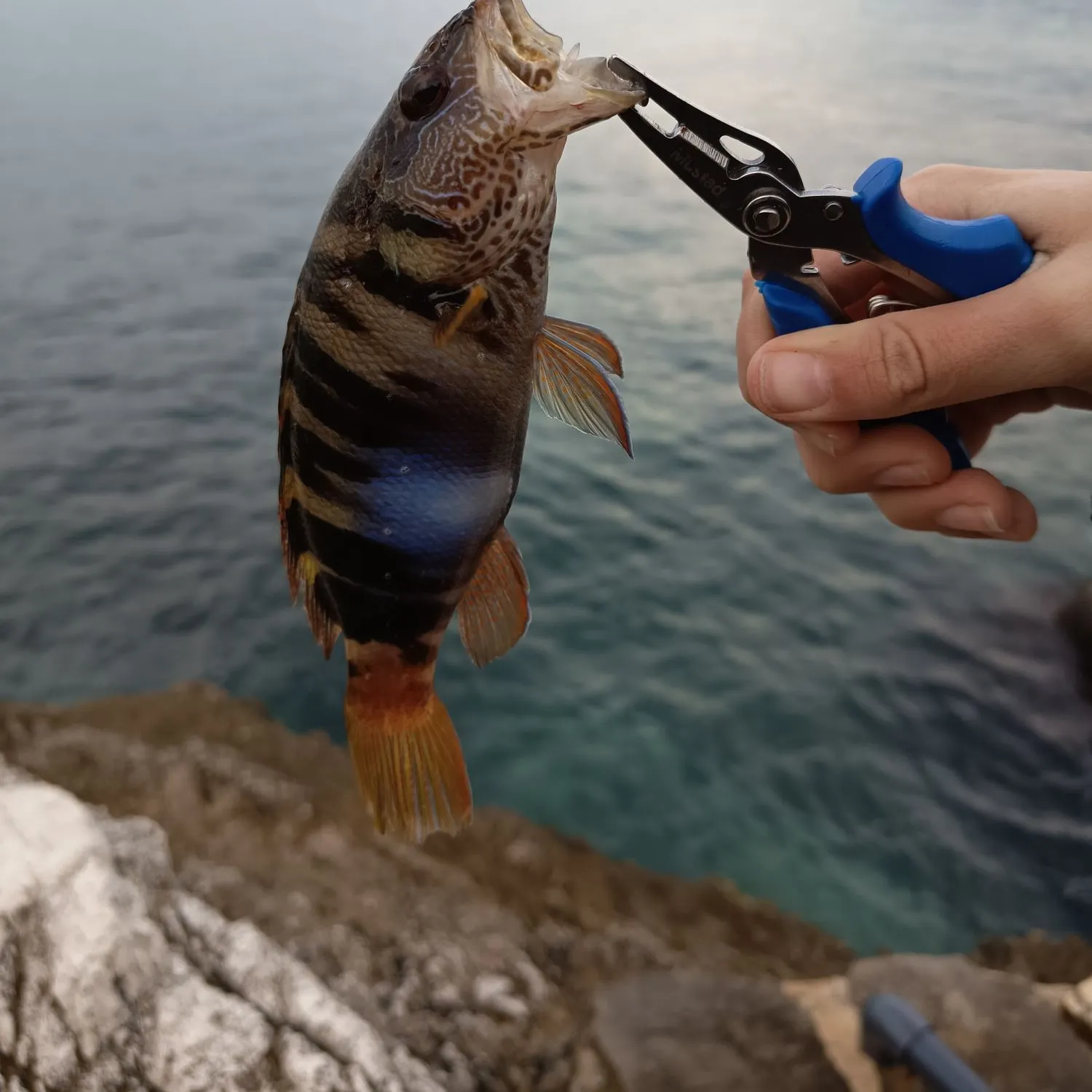 The most recent Painted comber catches on Fishbrain