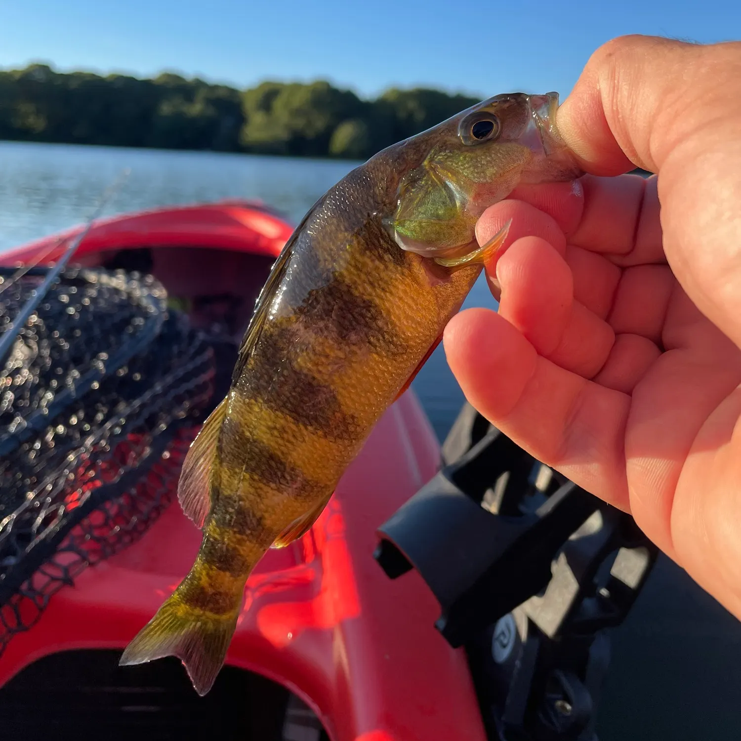Yellow perch caught on Fishbrain