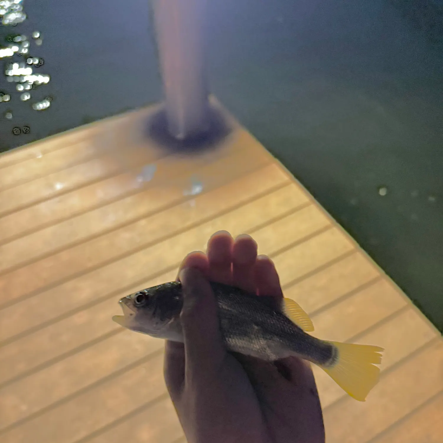 American shad caught on Fishbrain