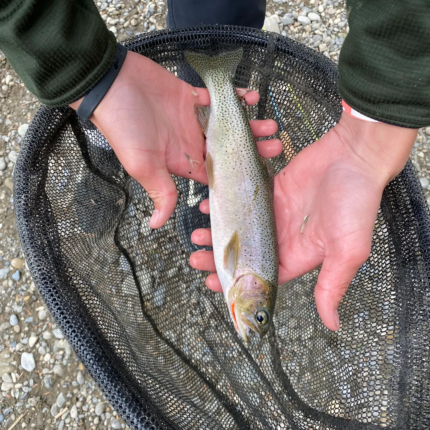 The most recent Westlope cutthroat trout catches on Fishbrain