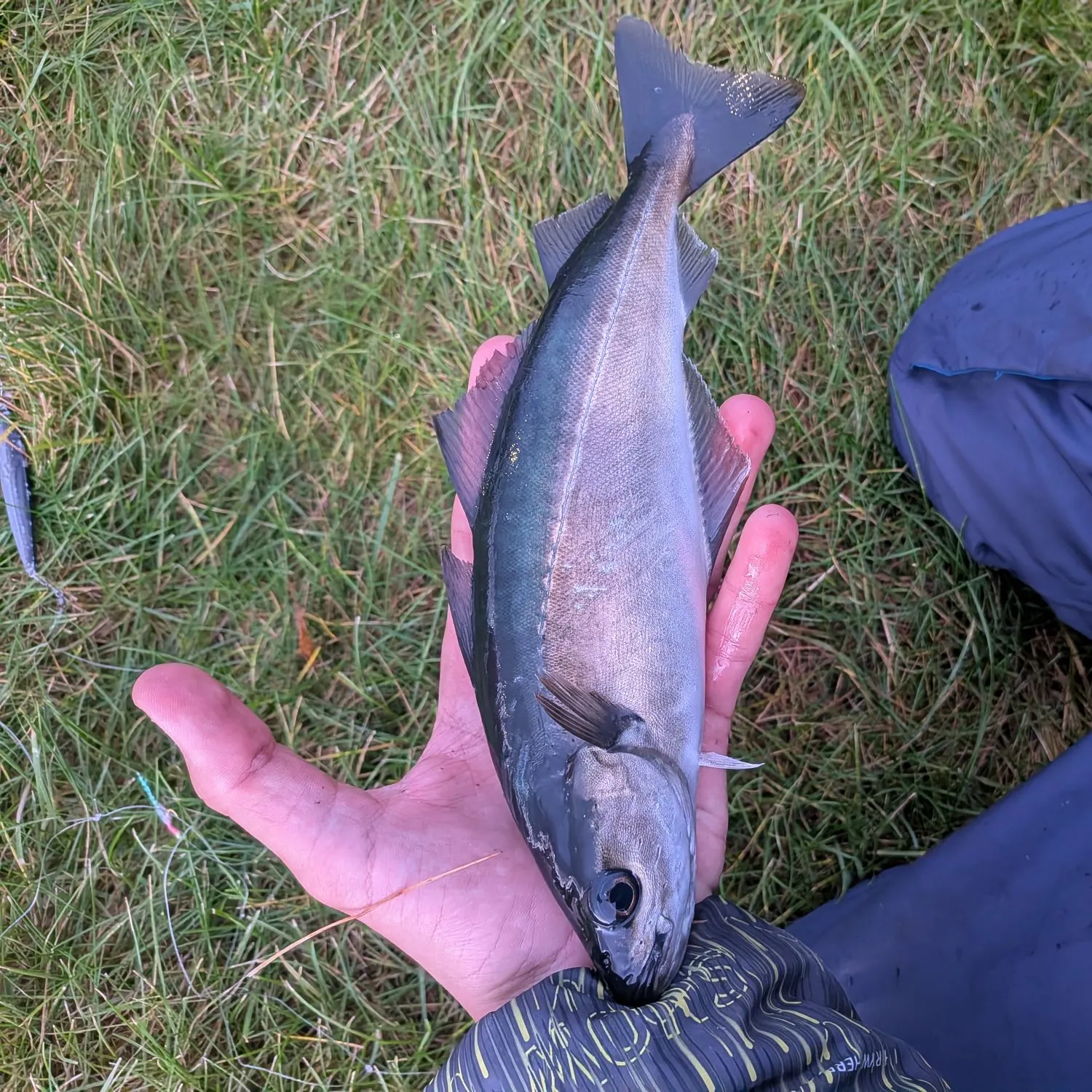 Atlantic pollock caught on Fishbrain