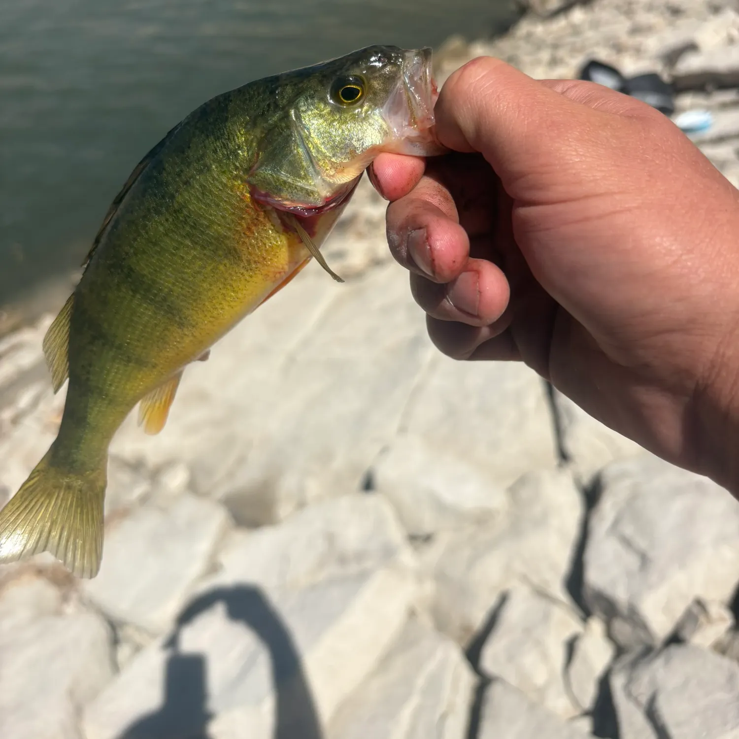 Yellow perch caught on Fishbrain