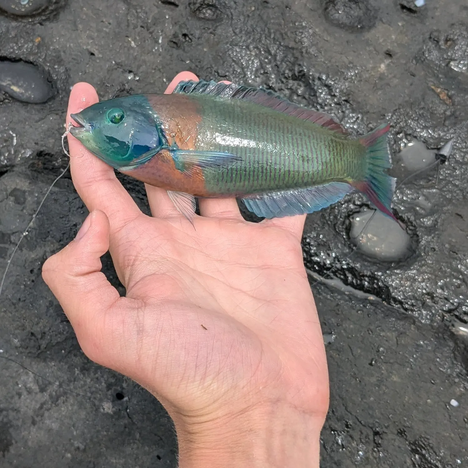 The most recent Saddle wrasse catches on Fishbrain