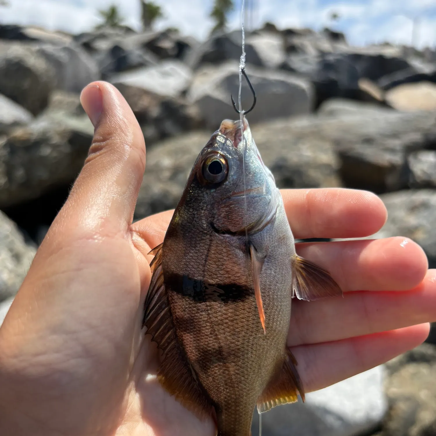 The most recent Rock wrasse catches on Fishbrain