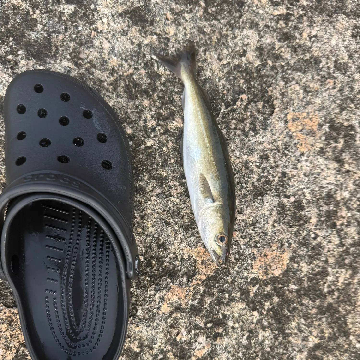 The most recent Atlantic pollock catches on Fishbrain