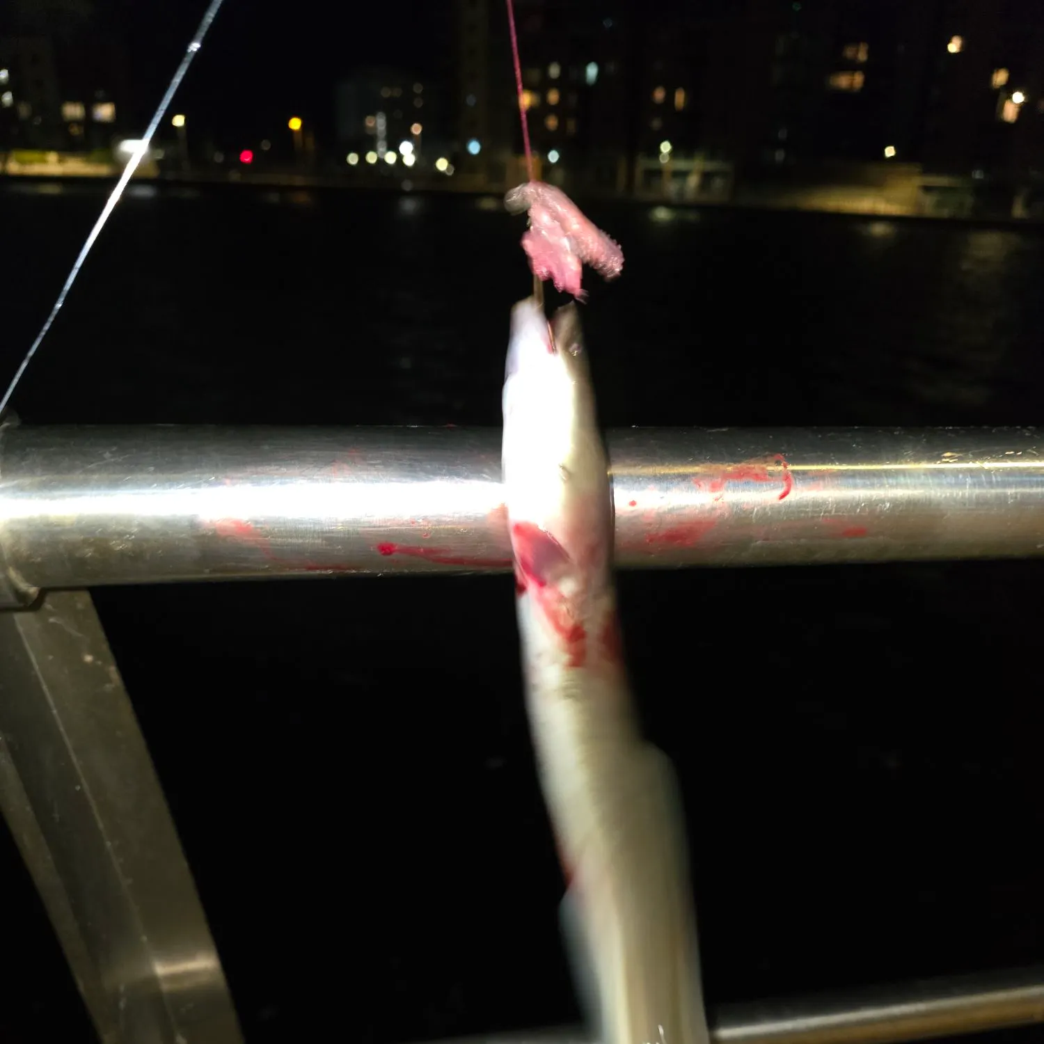 The most recent European eel catches on Fishbrain