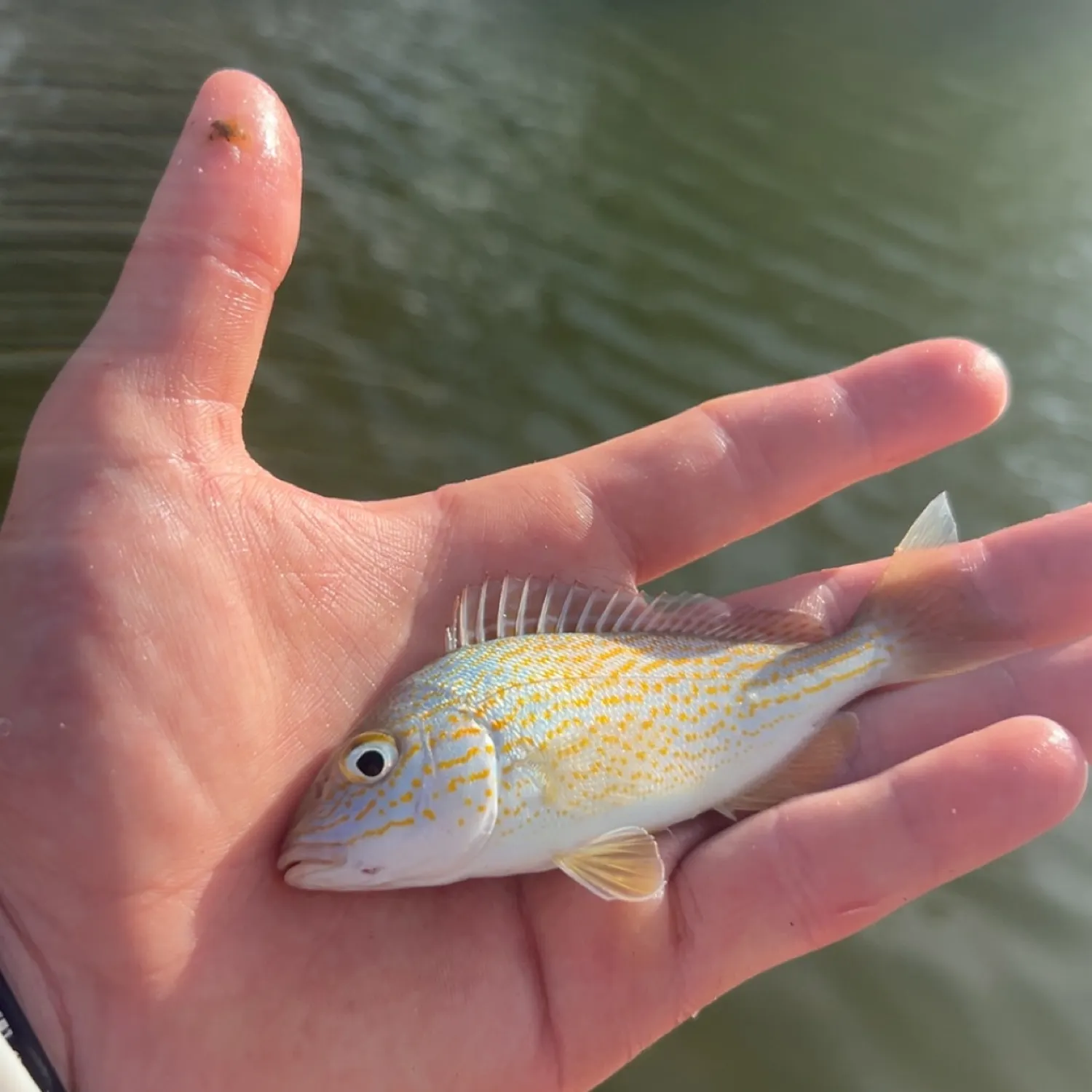 The most recent Pigfish catches on Fishbrain