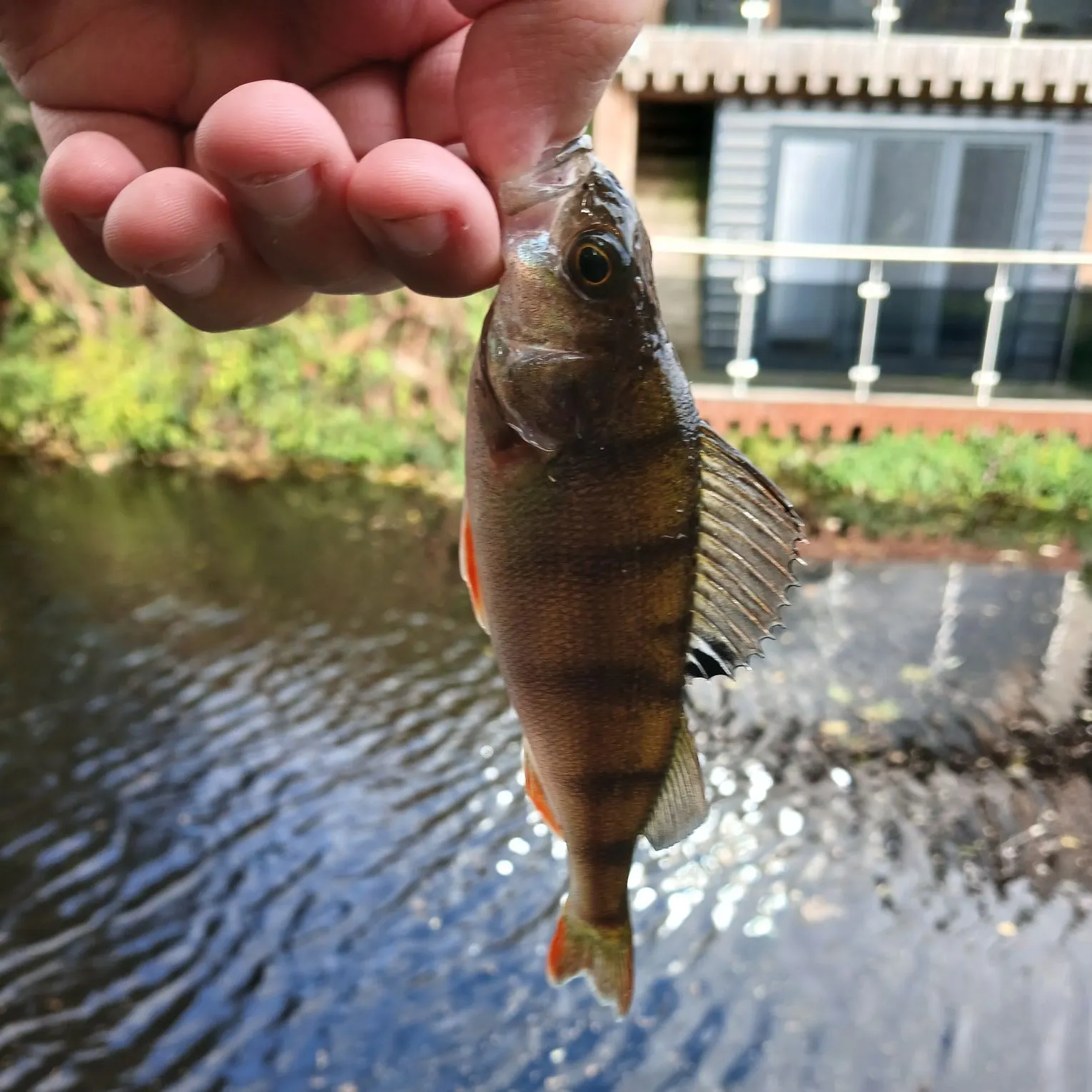 European perch caught on Fishbrain