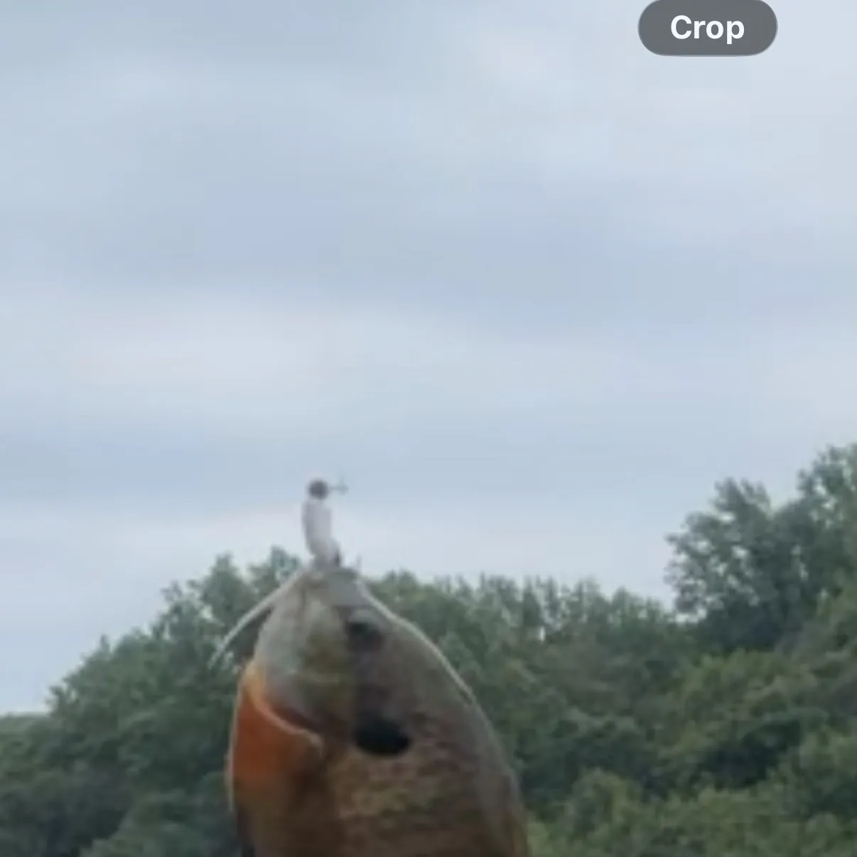 Bluegill caught on Fishbrain