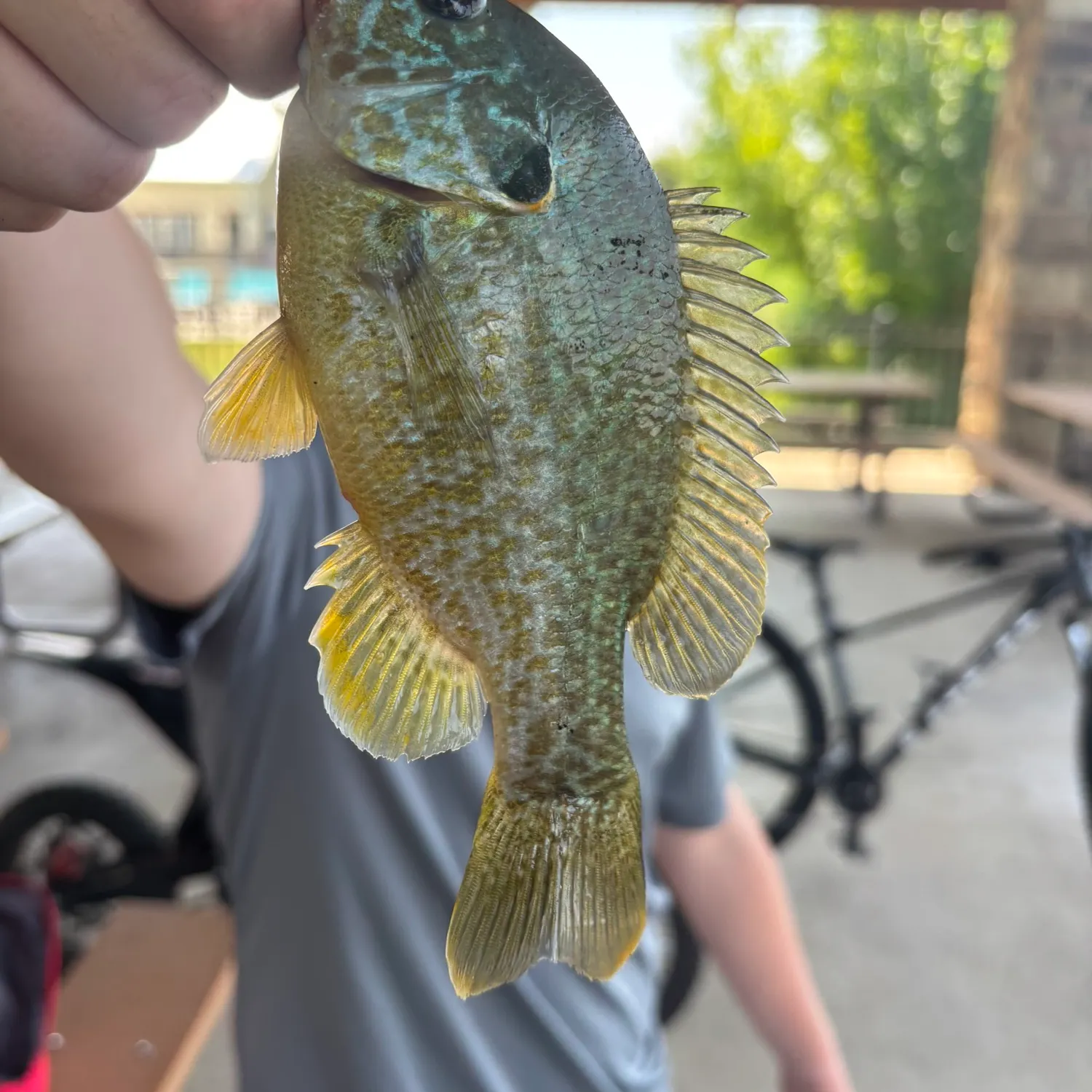 Greengill hybrid caught on Fishbrain